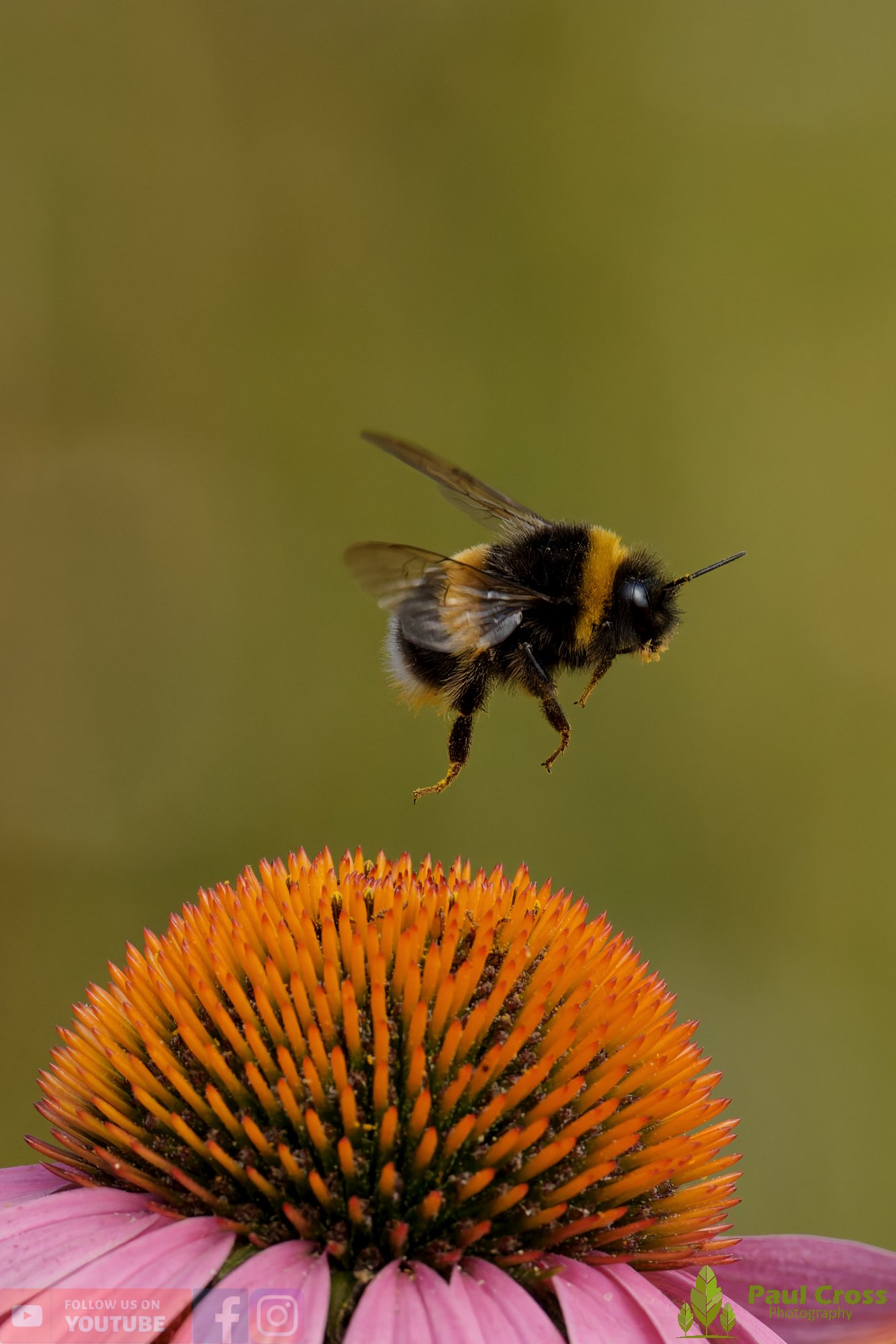 White-Tailed Bumblebee-00118.jpg