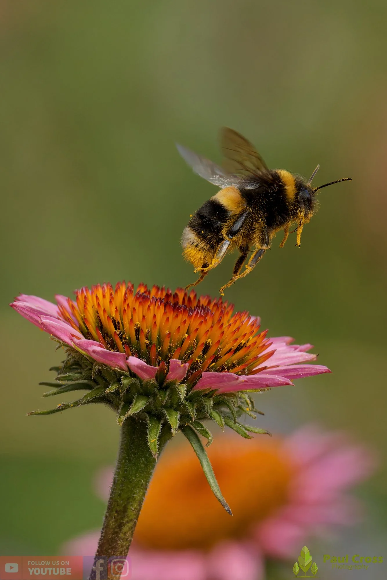 White-Tailed Bumblebee-00119.jpg