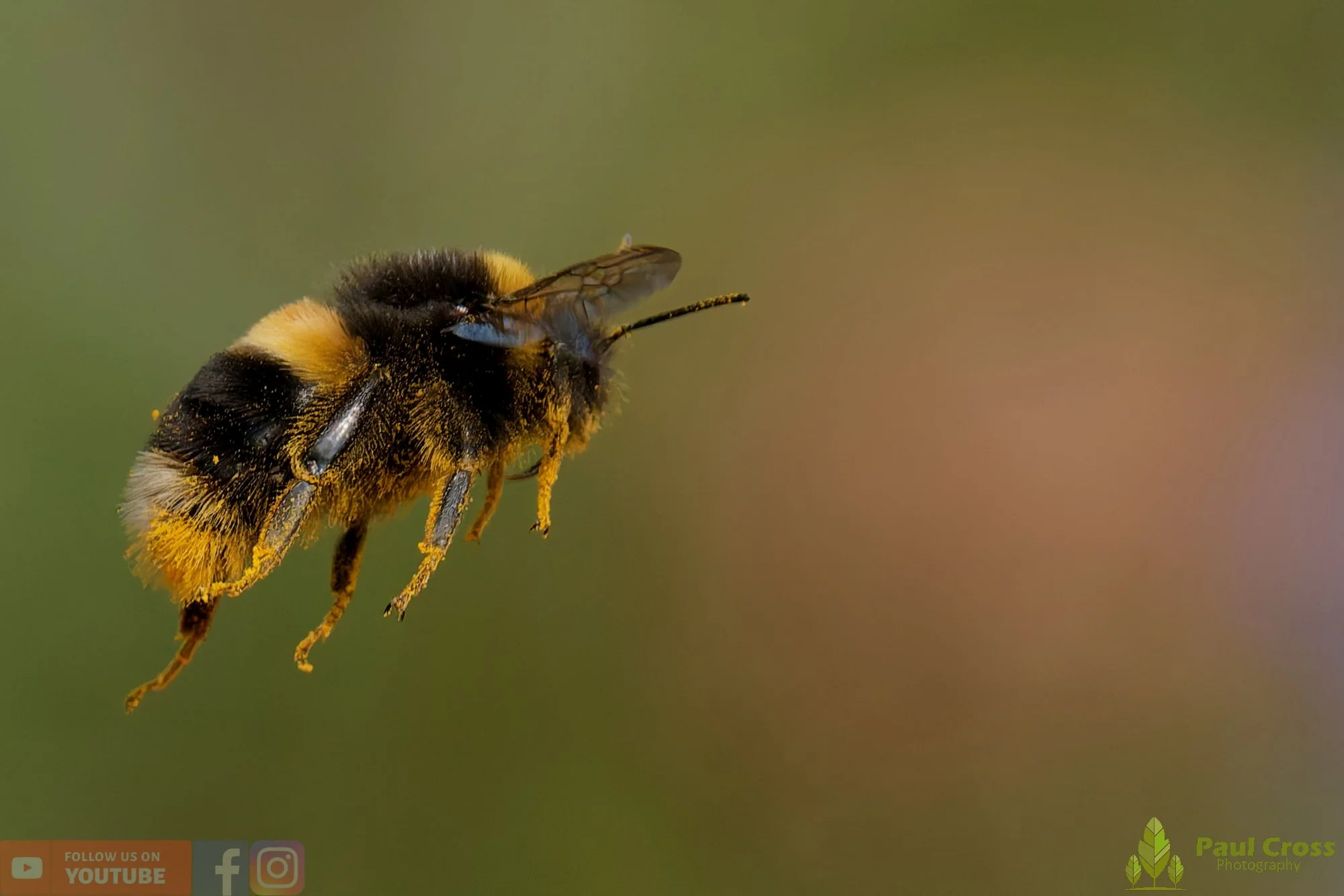 White-Tailed Bumblebee-00120.jpg