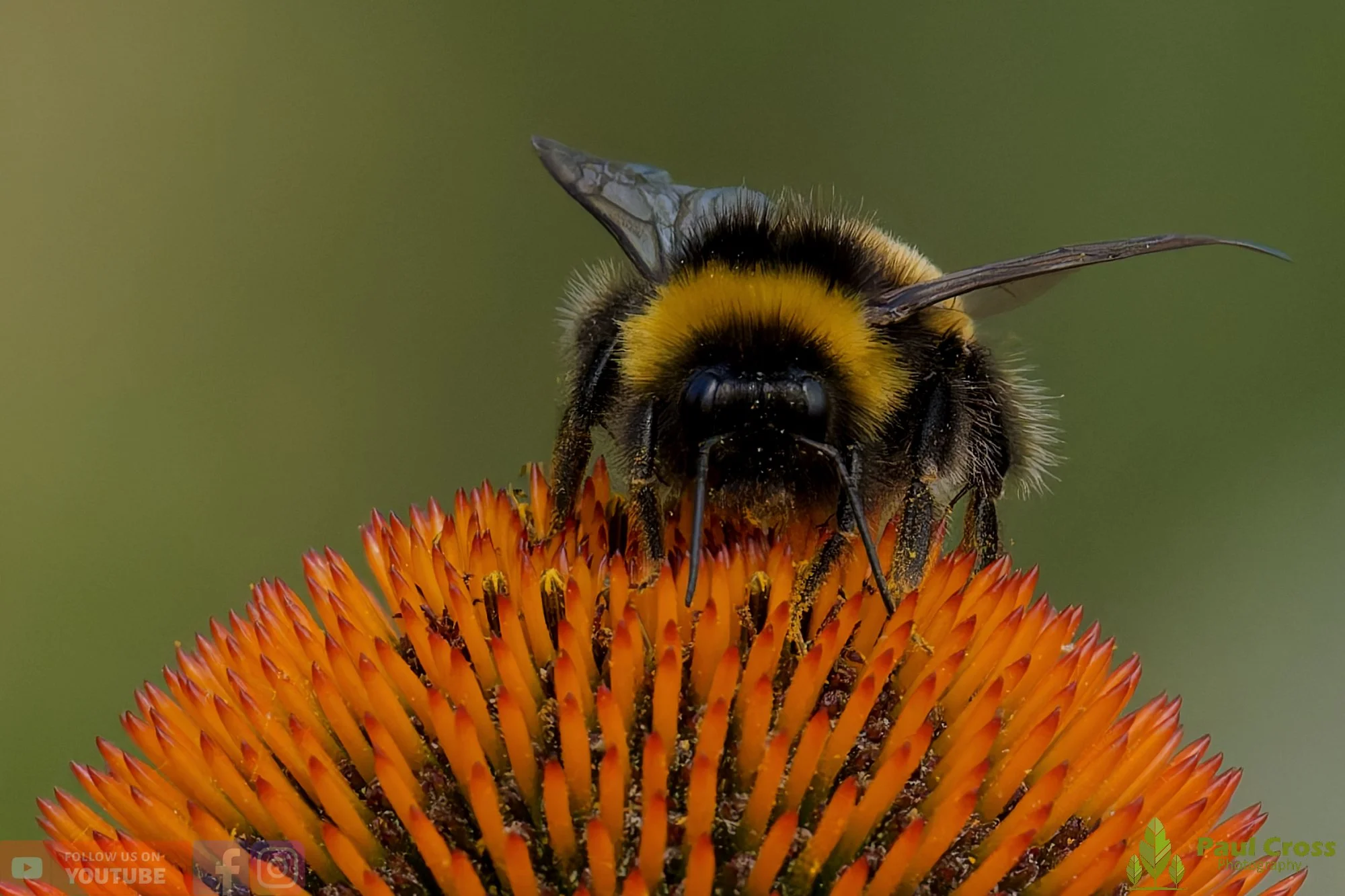 White-Tailed Bumblebee-00121.jpg