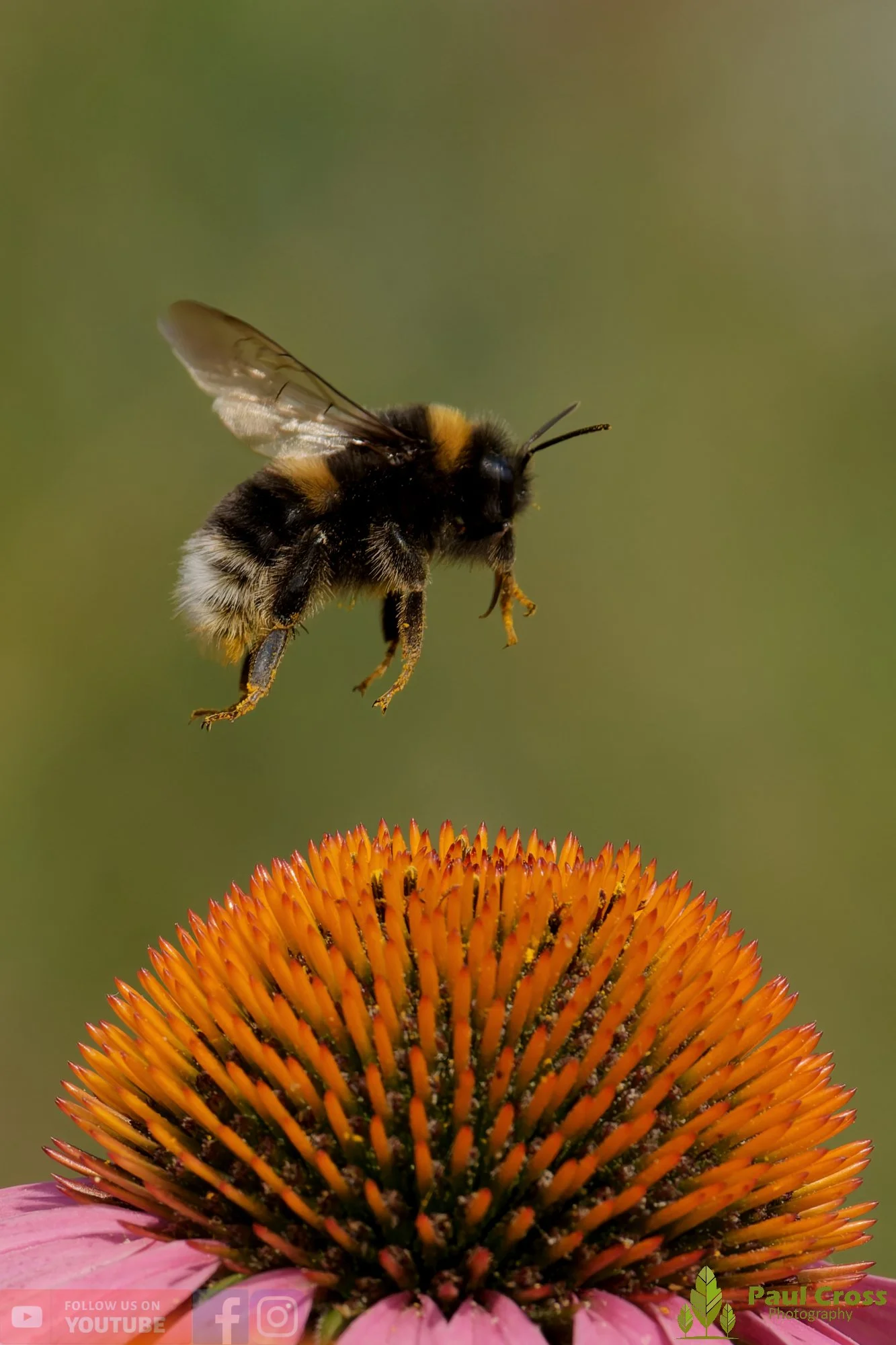 White-Tailed Bumblebee-00122.jpg
