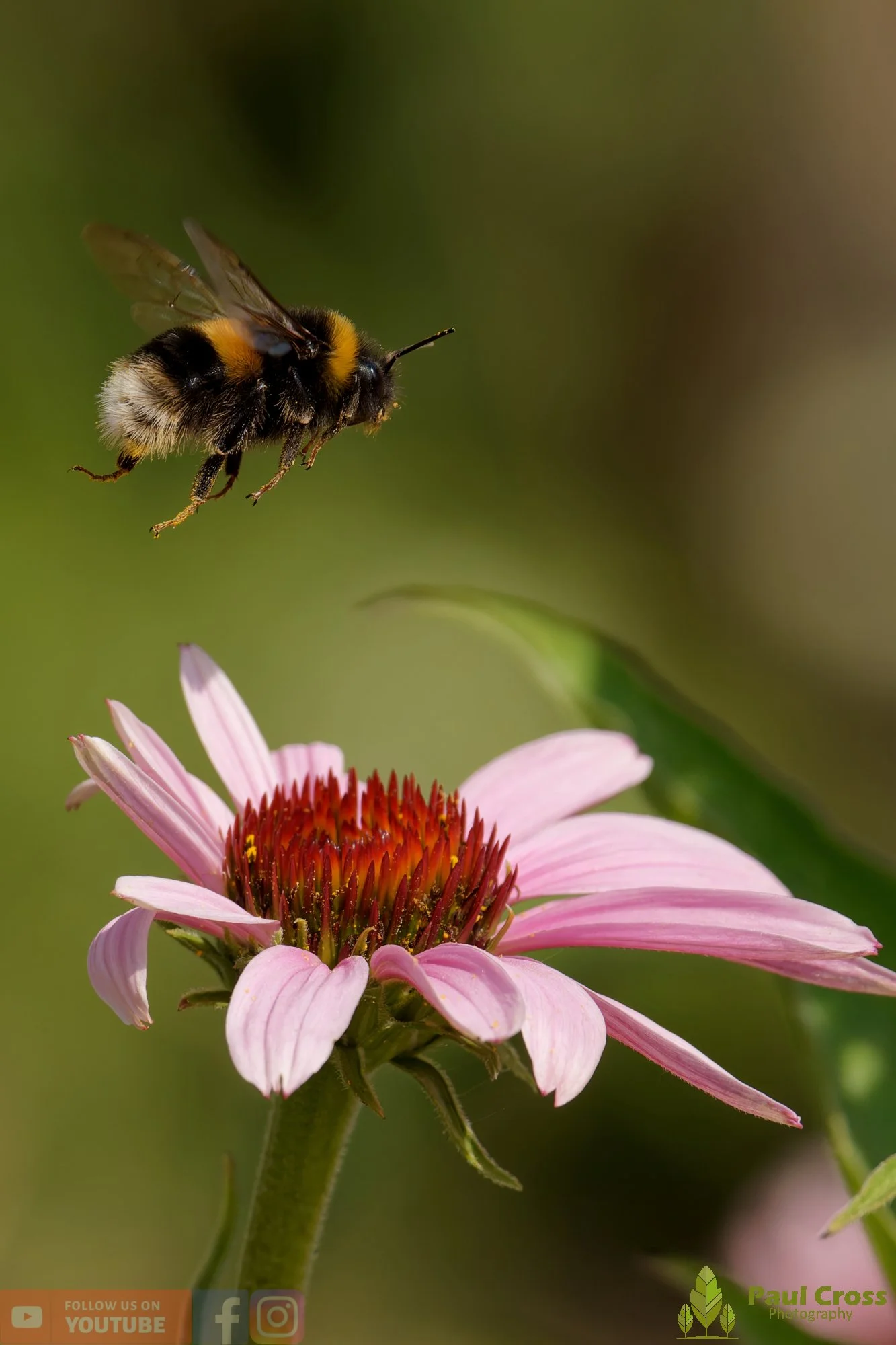 White-Tailed Bumblebee-00123.jpg