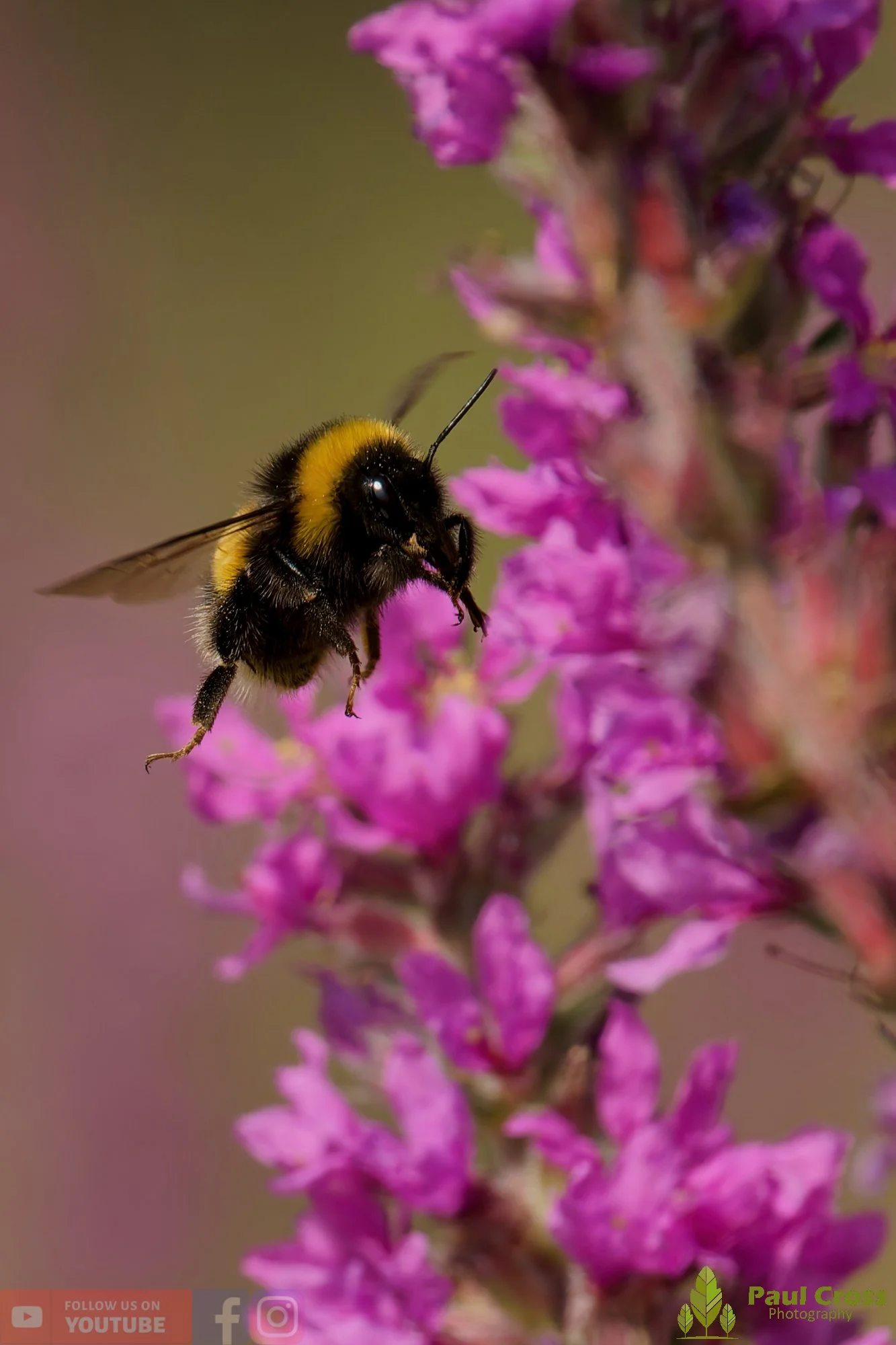White-Tailed Bumblebee-00125.jpg