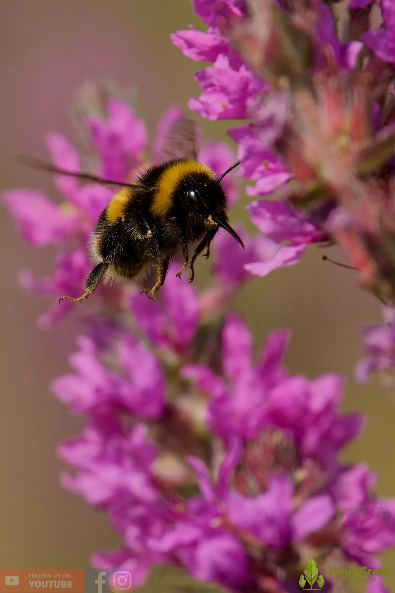 White-Tailed Bumblebee-00126.jpg