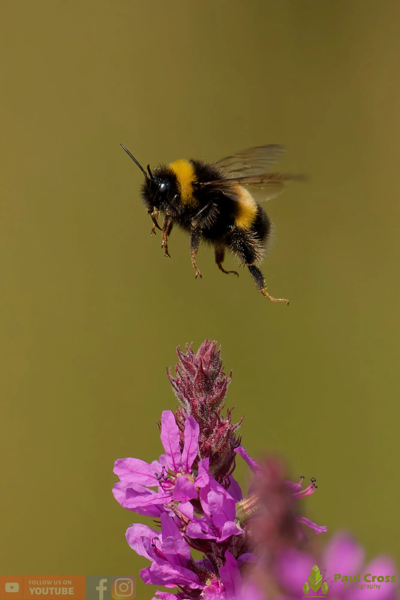 White-Tailed Bumblebee-00127.jpg