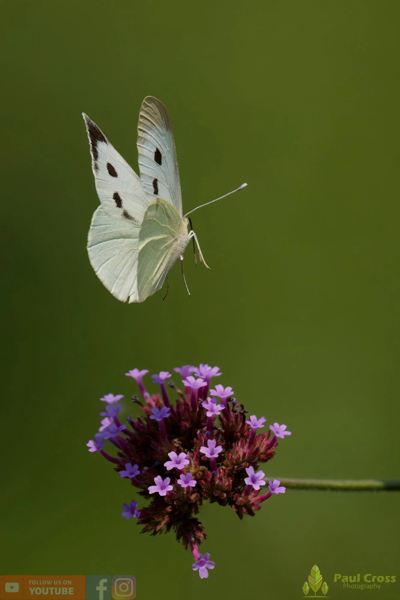 Large White-00091.jpg