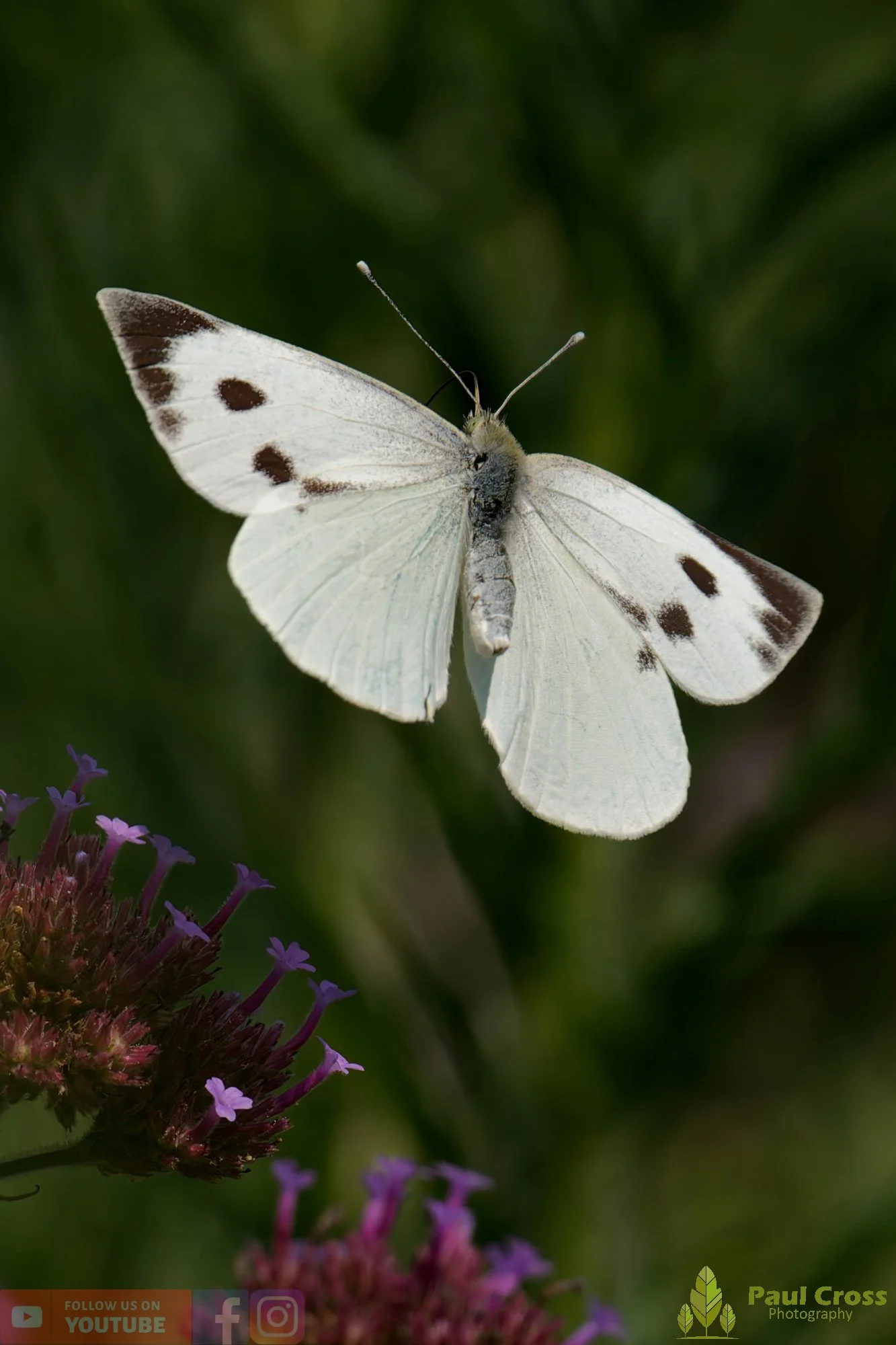 Large White-00090.jpg