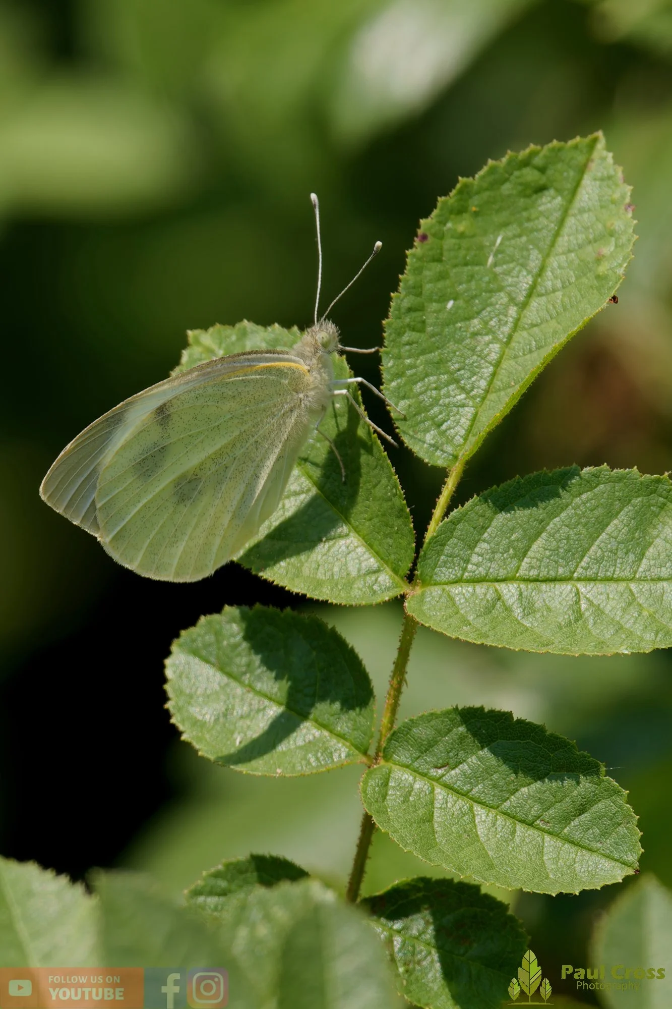 Large White-00092.jpg