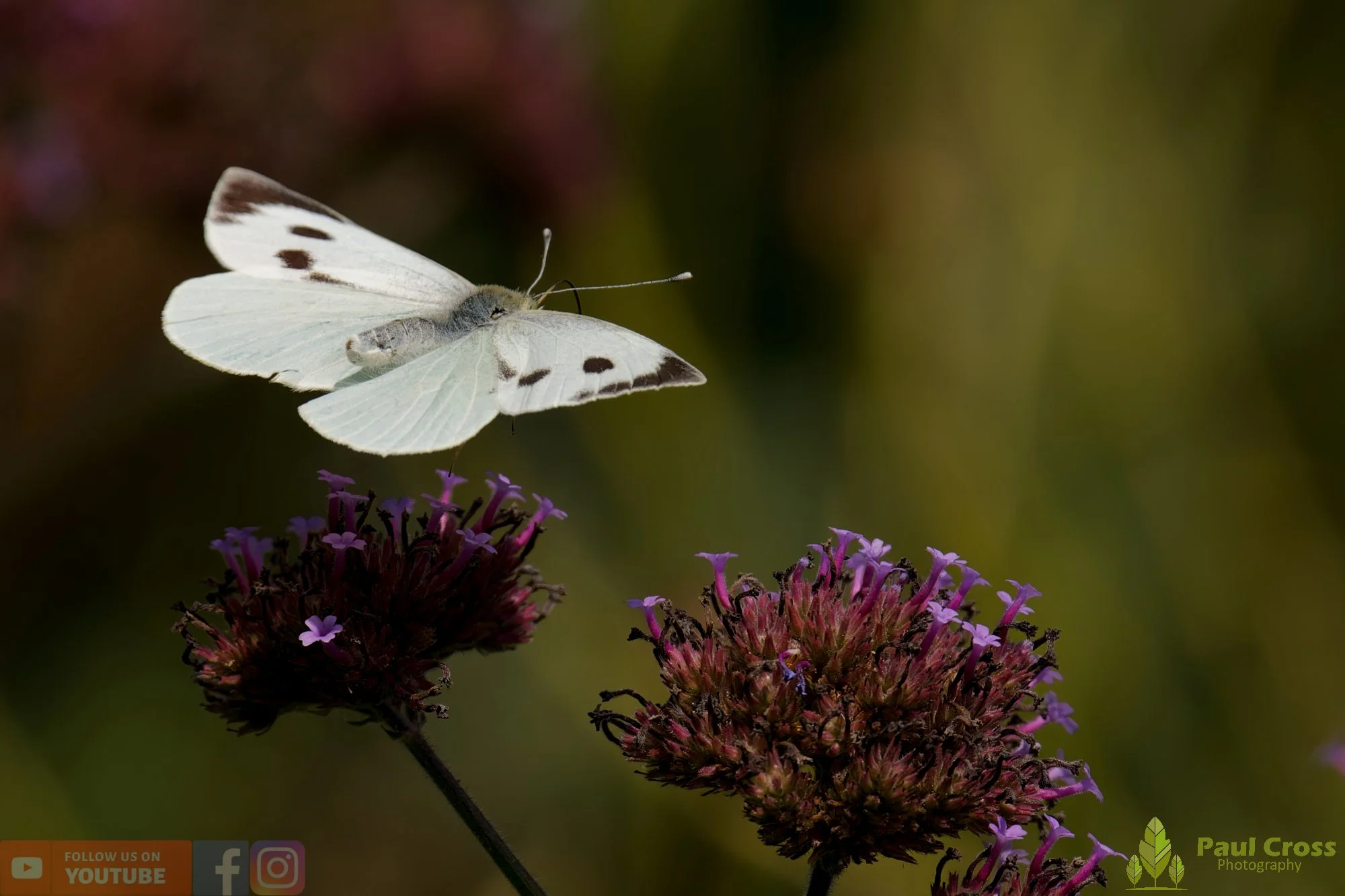 Large White-00093.jpg