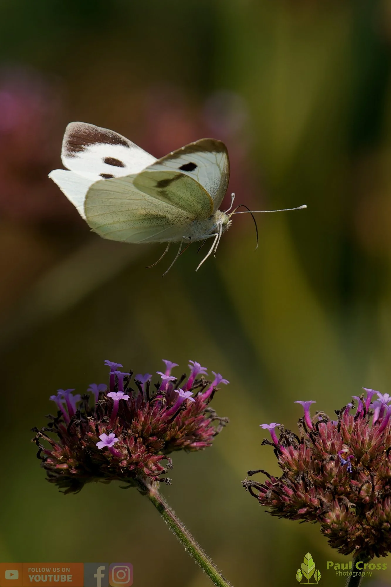 Large White-00094.jpg