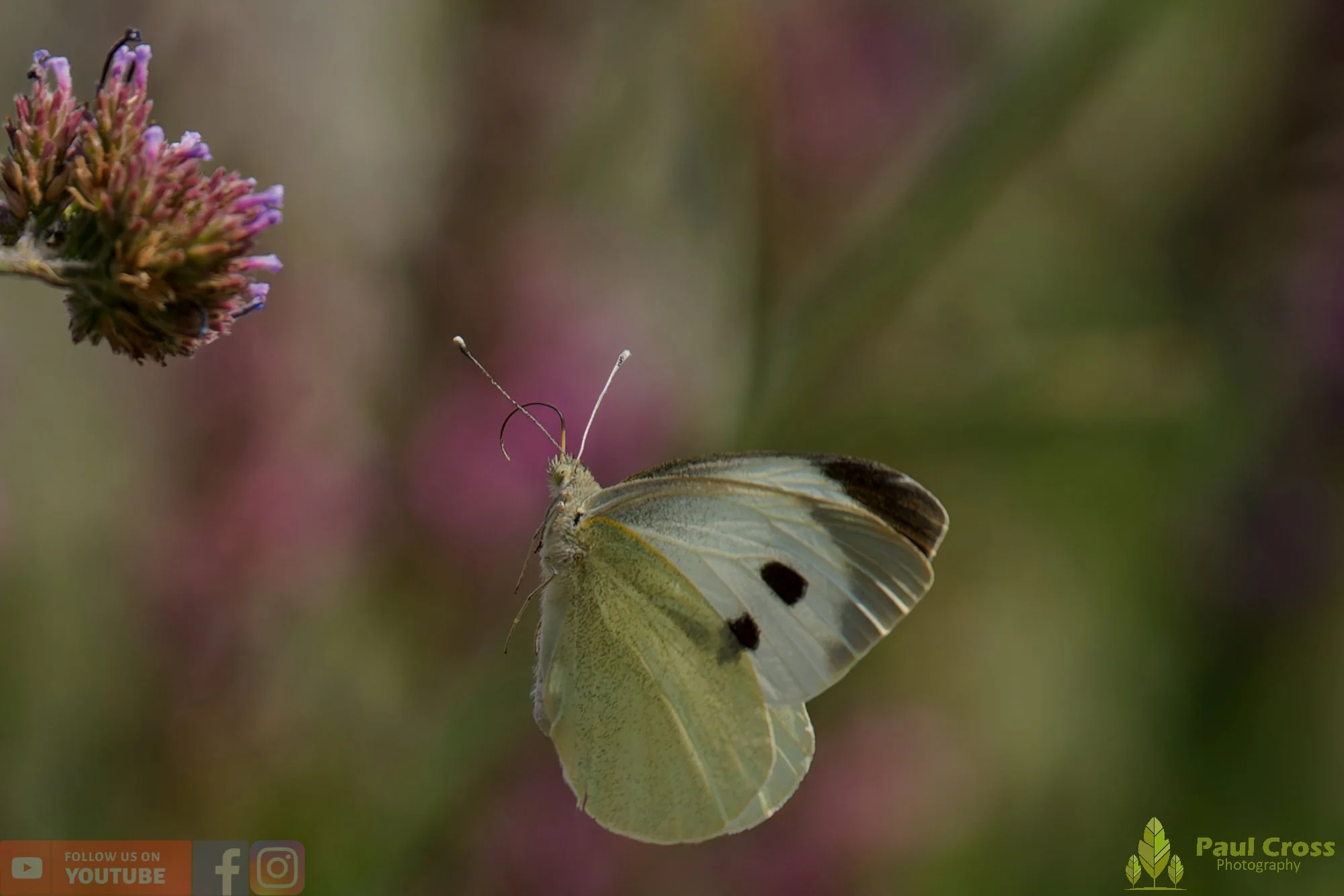 Large White-00095.jpg
