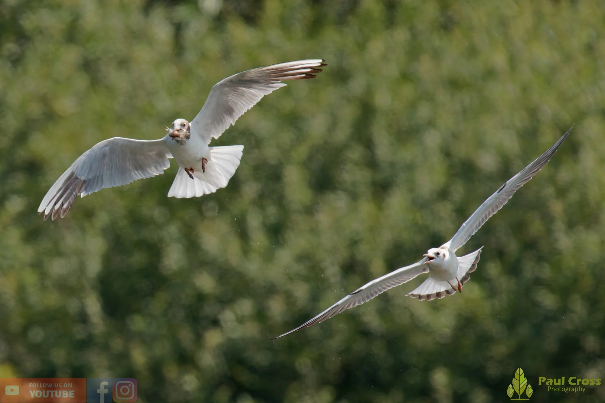 Black-Headed Gull-00678.jpg