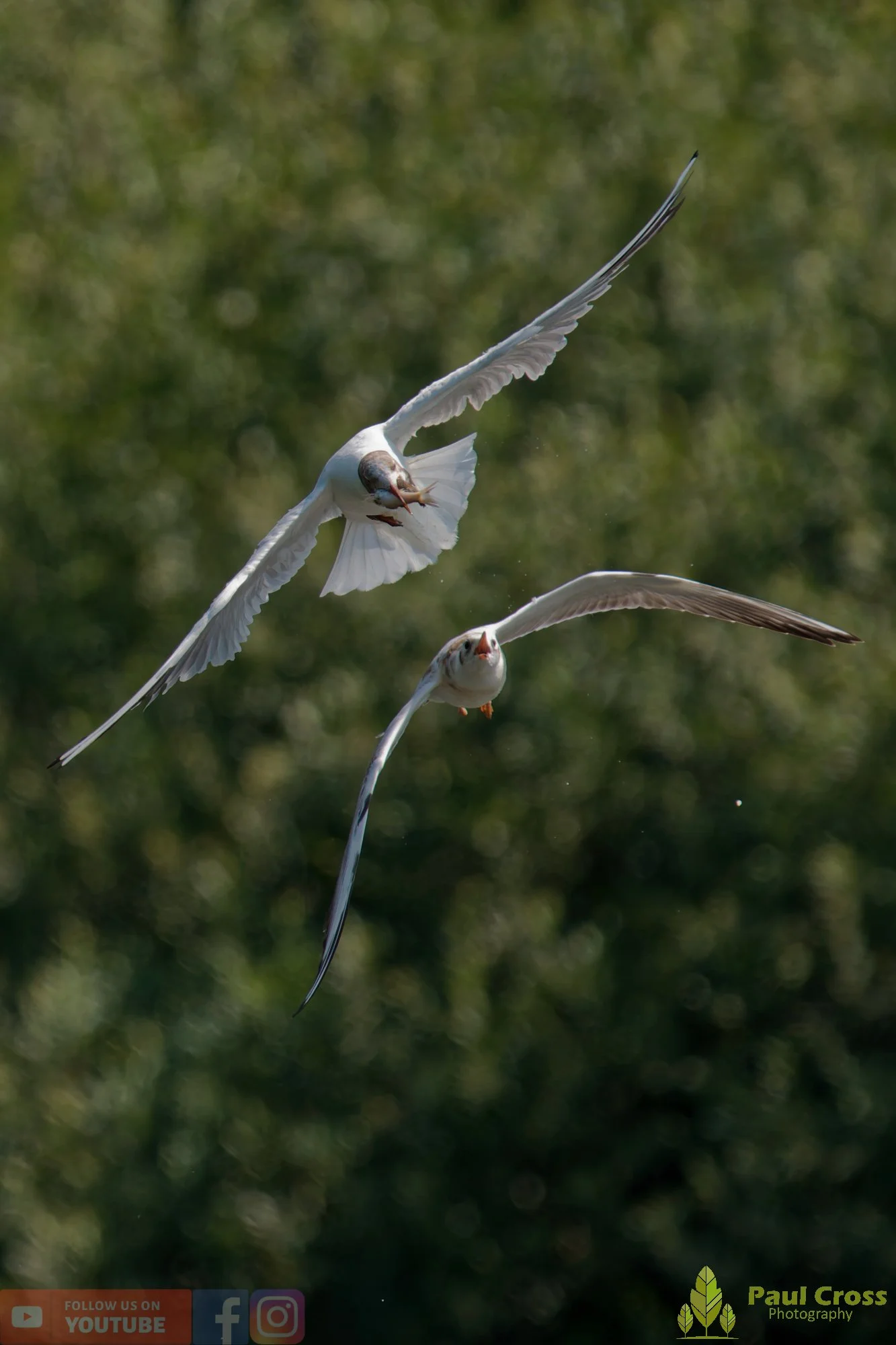 Black-Headed Gull-00677.jpg