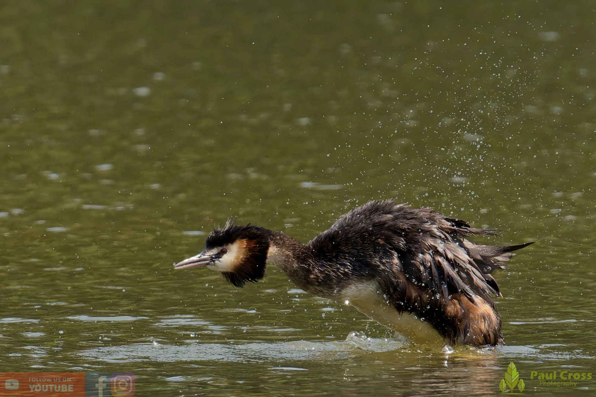 Great Crested Grebe-01229.jpg