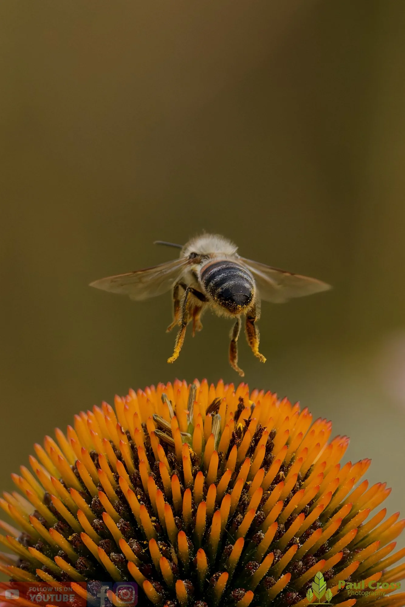 Honey Bee-00116.jpg
