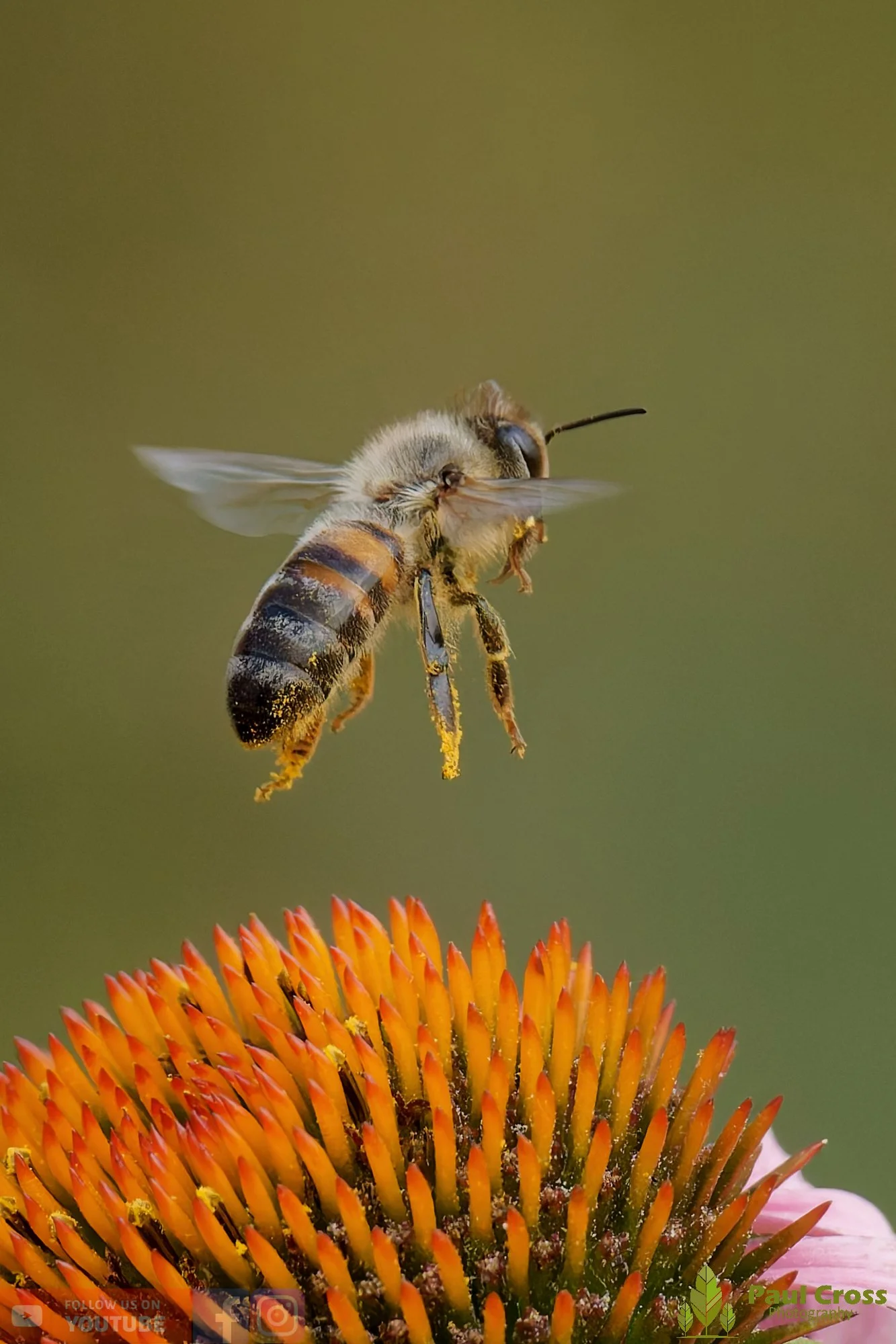Honey Bee-00117.jpg