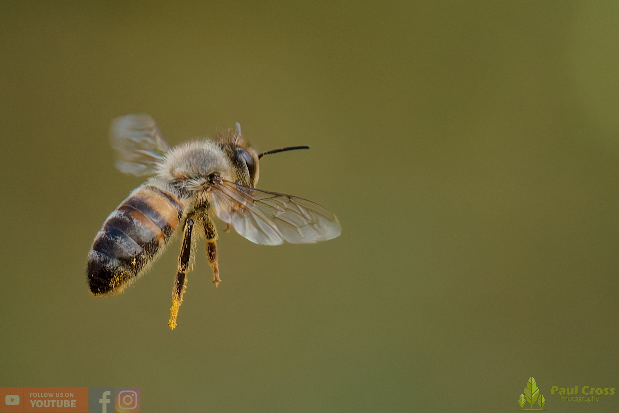 Honey Bee-00118.jpg