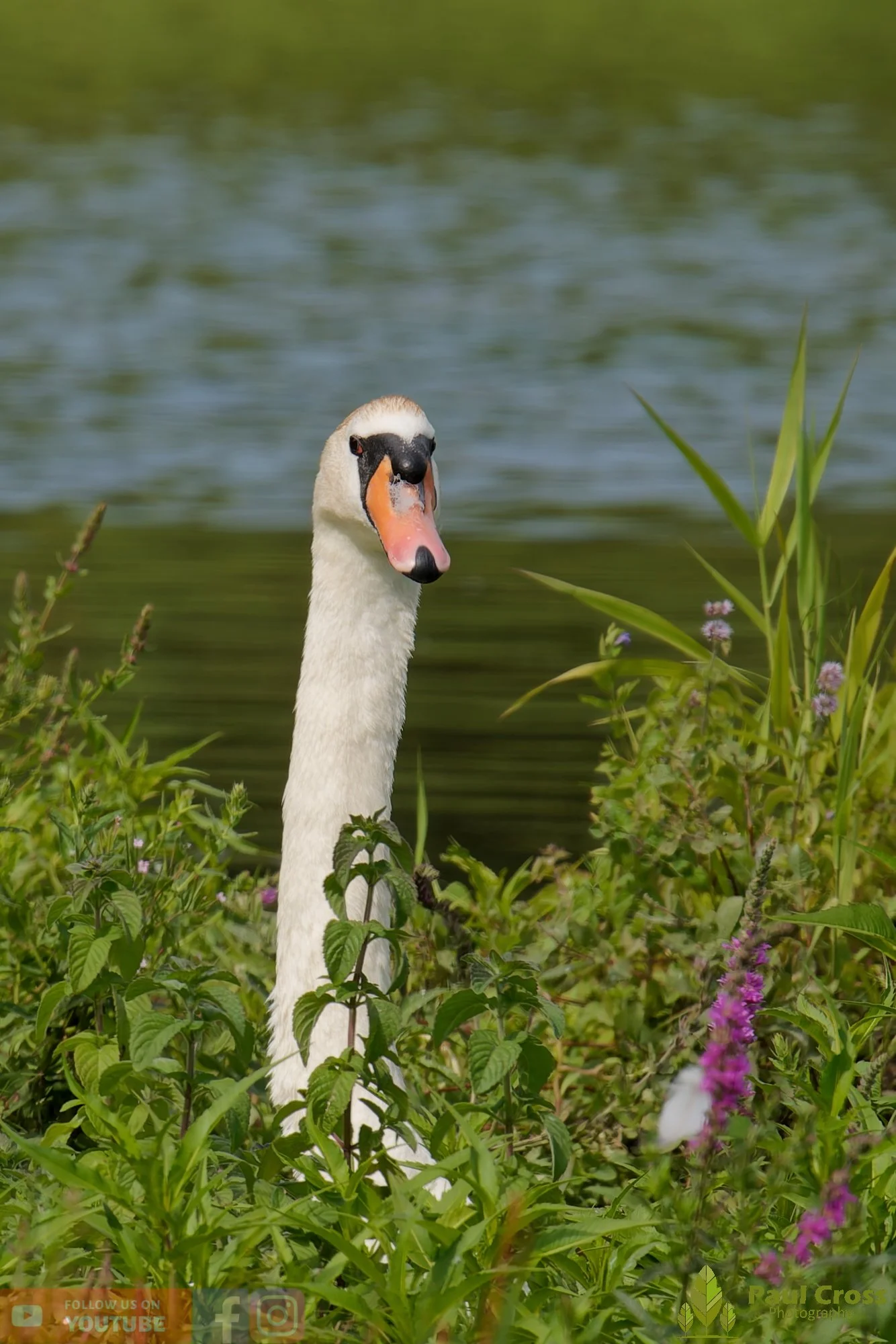 Mute Swan-00329.jpg