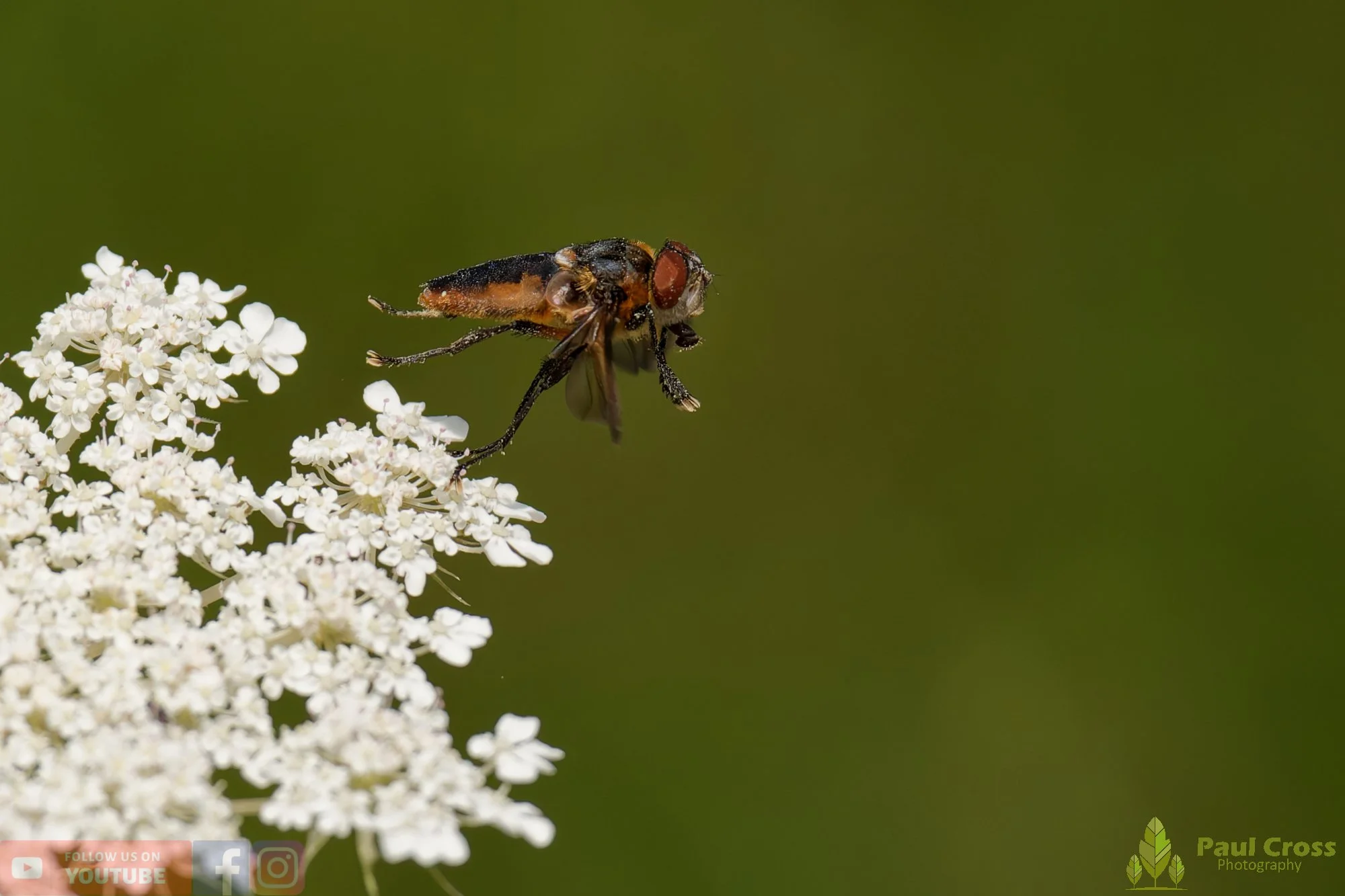 Phasia Hemiptera-00003.jpg