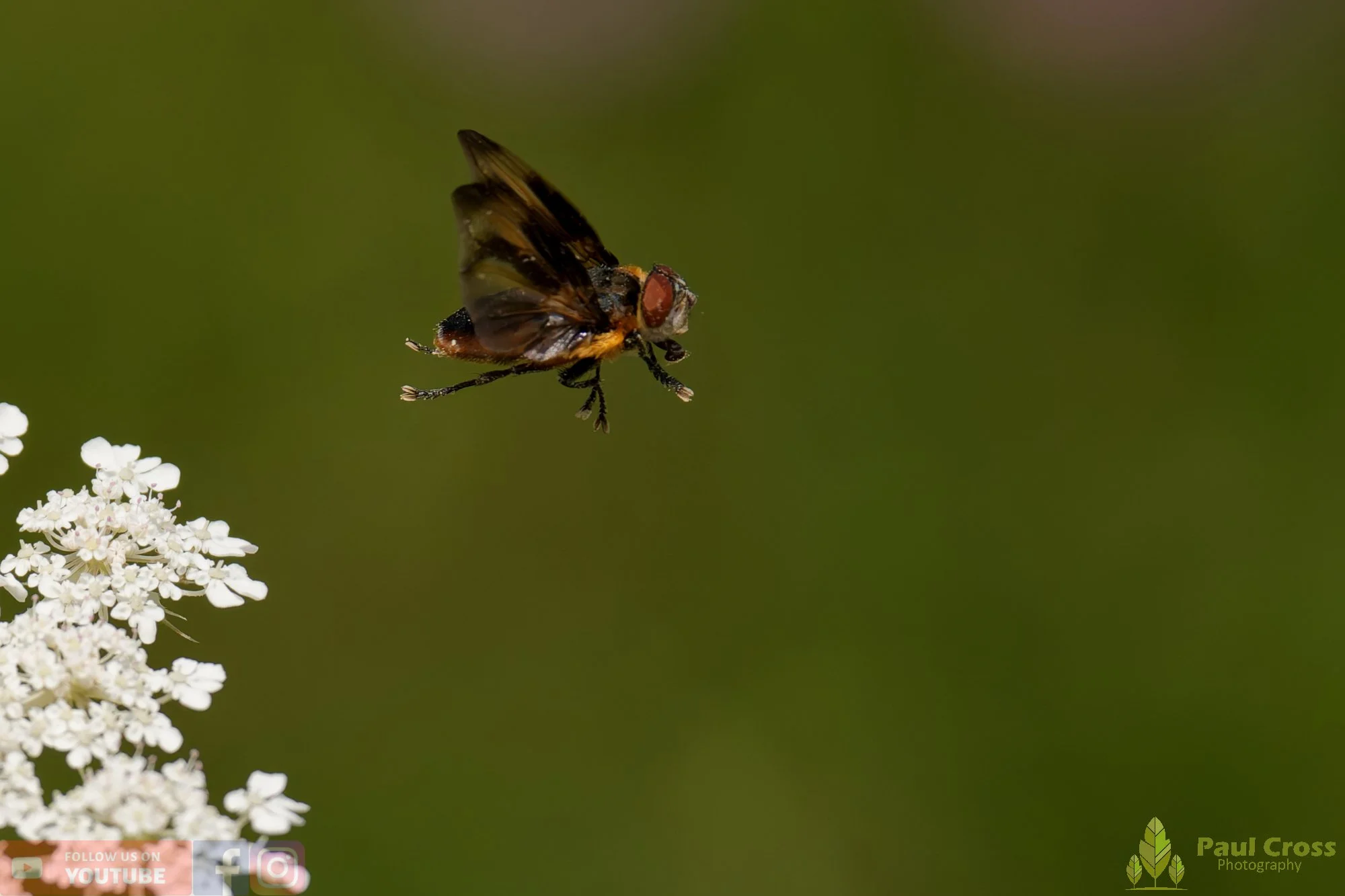 Phasia Hemiptera-00004.jpg