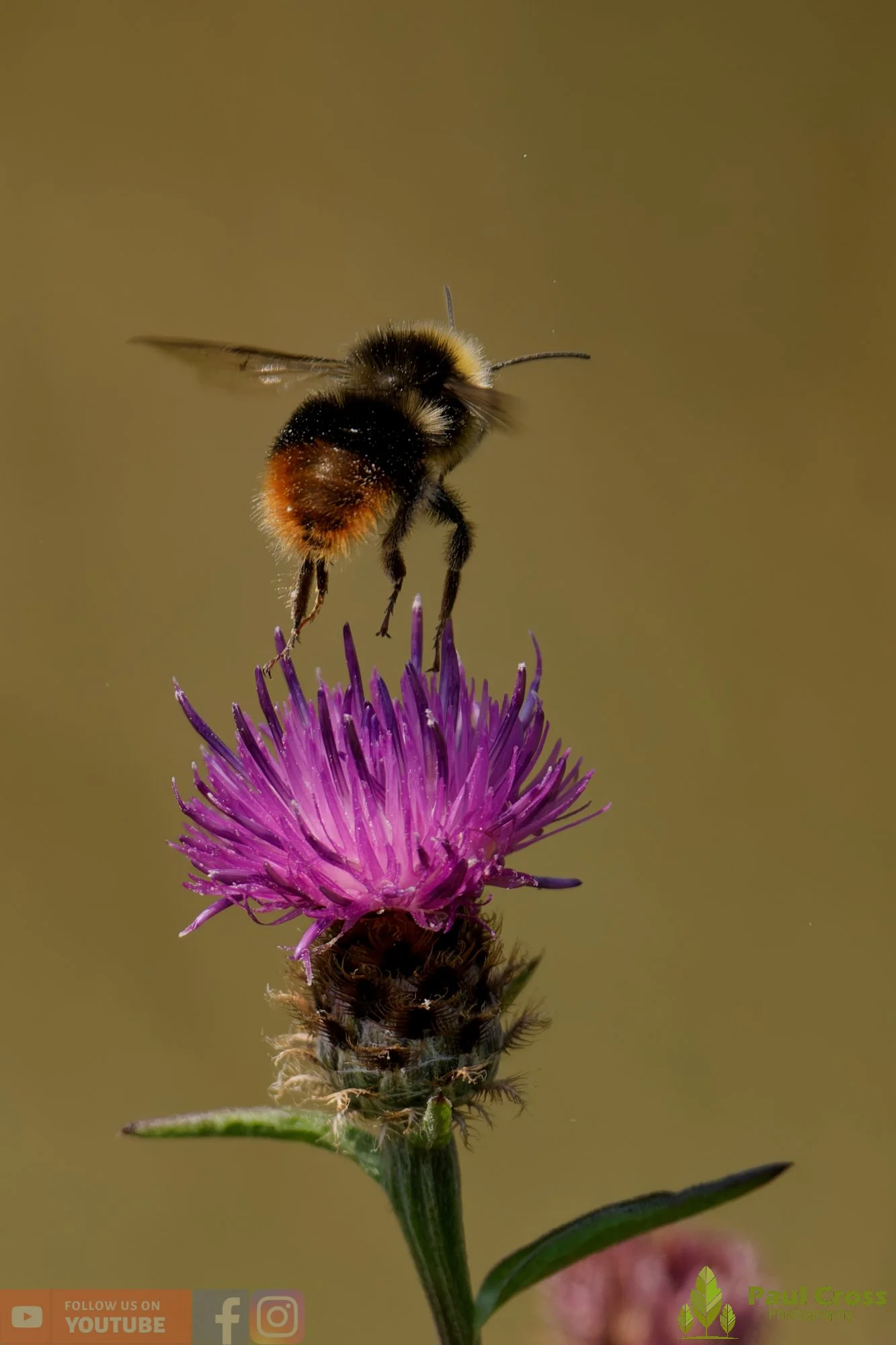 Red-Tailed Bumblebee-00010.jpg