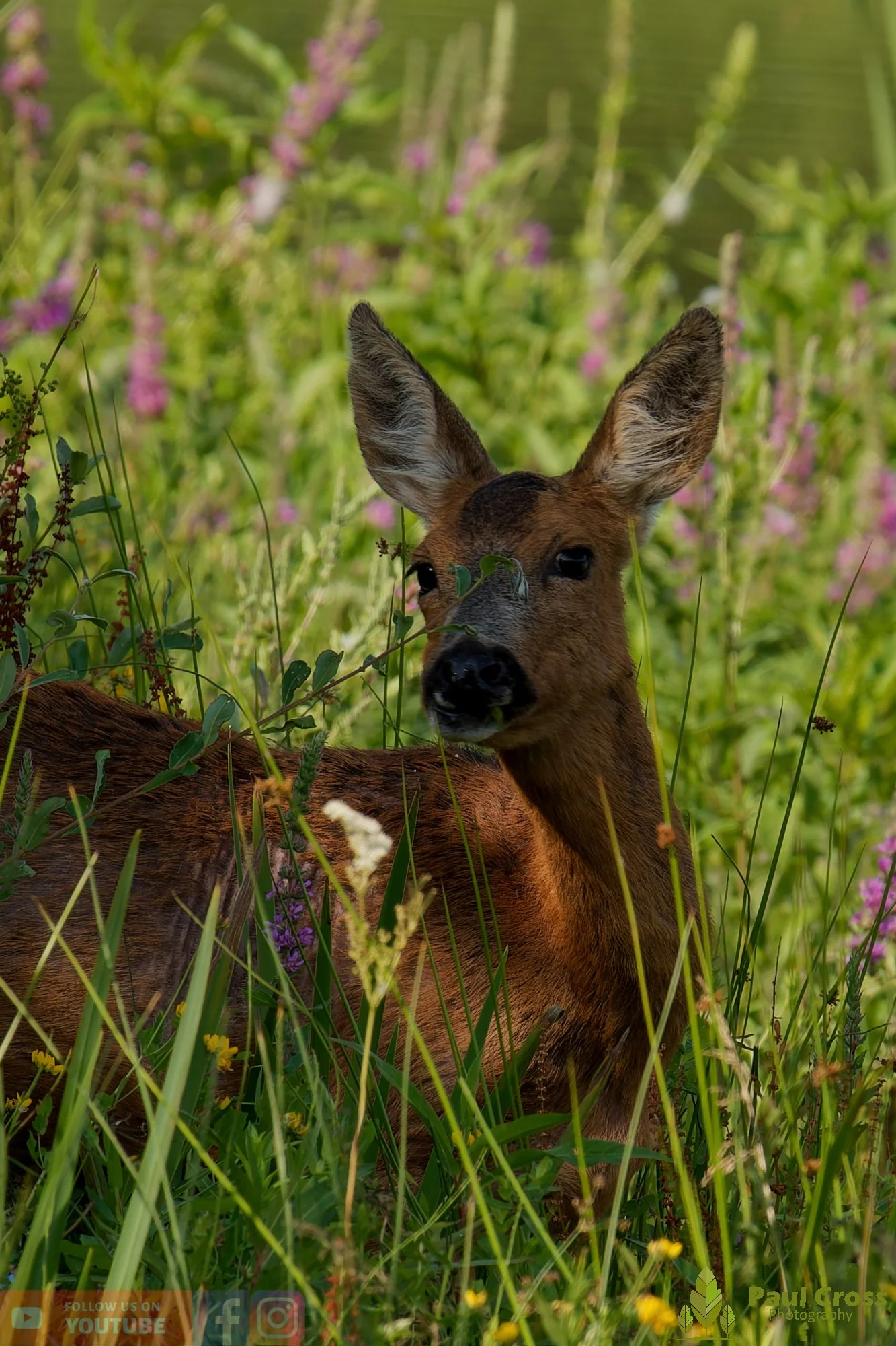 Roe Deer-00010.jpg