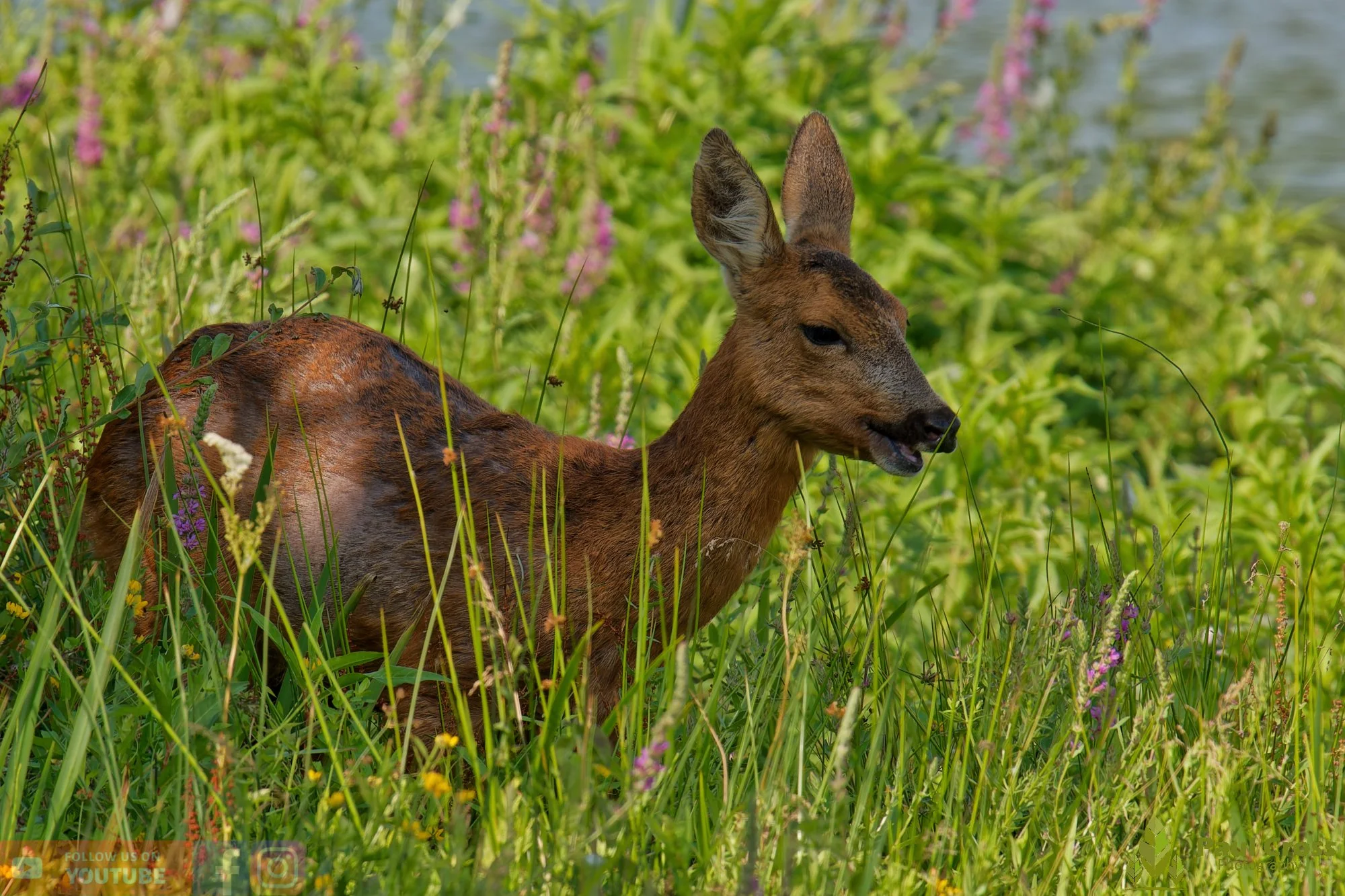 Roe Deer-00011.jpg