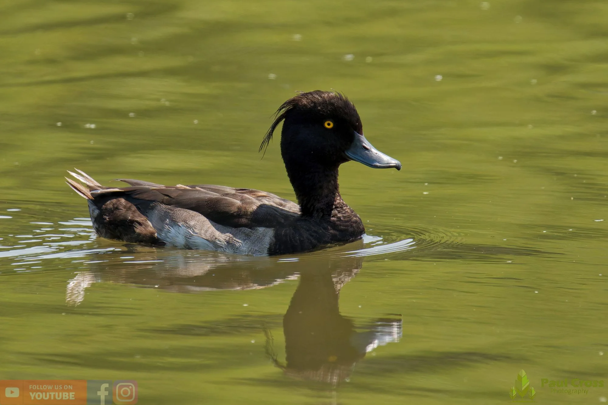Tufted Duck-00269.jpg