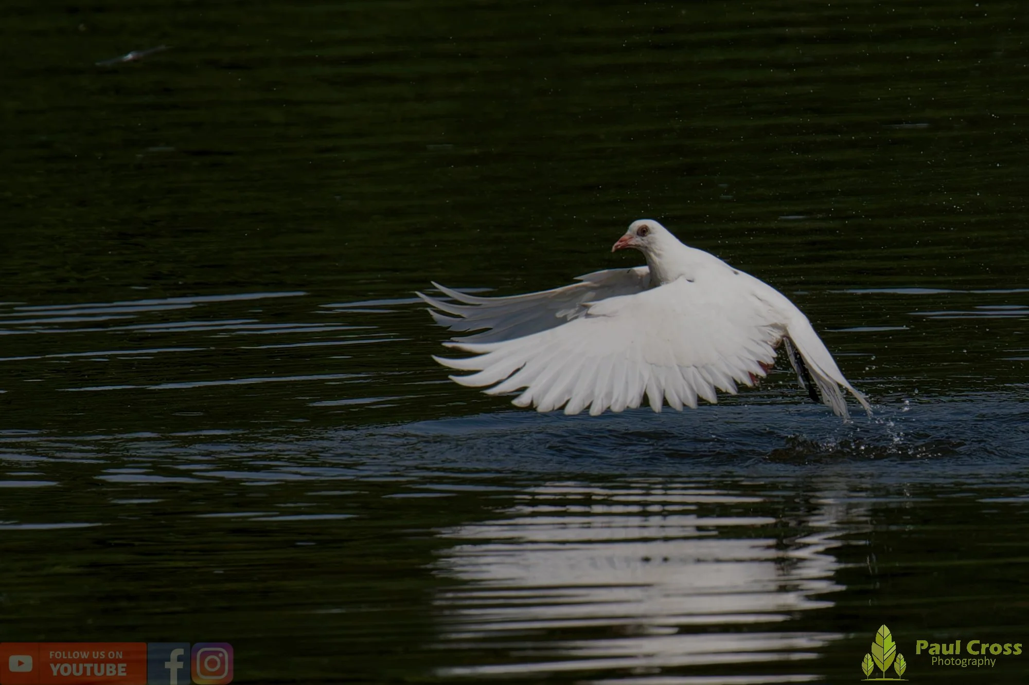 White Dove-00023.jpg