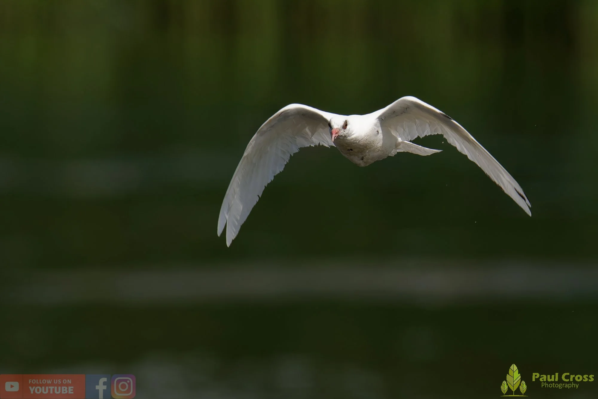 White Dove-00024.jpg
