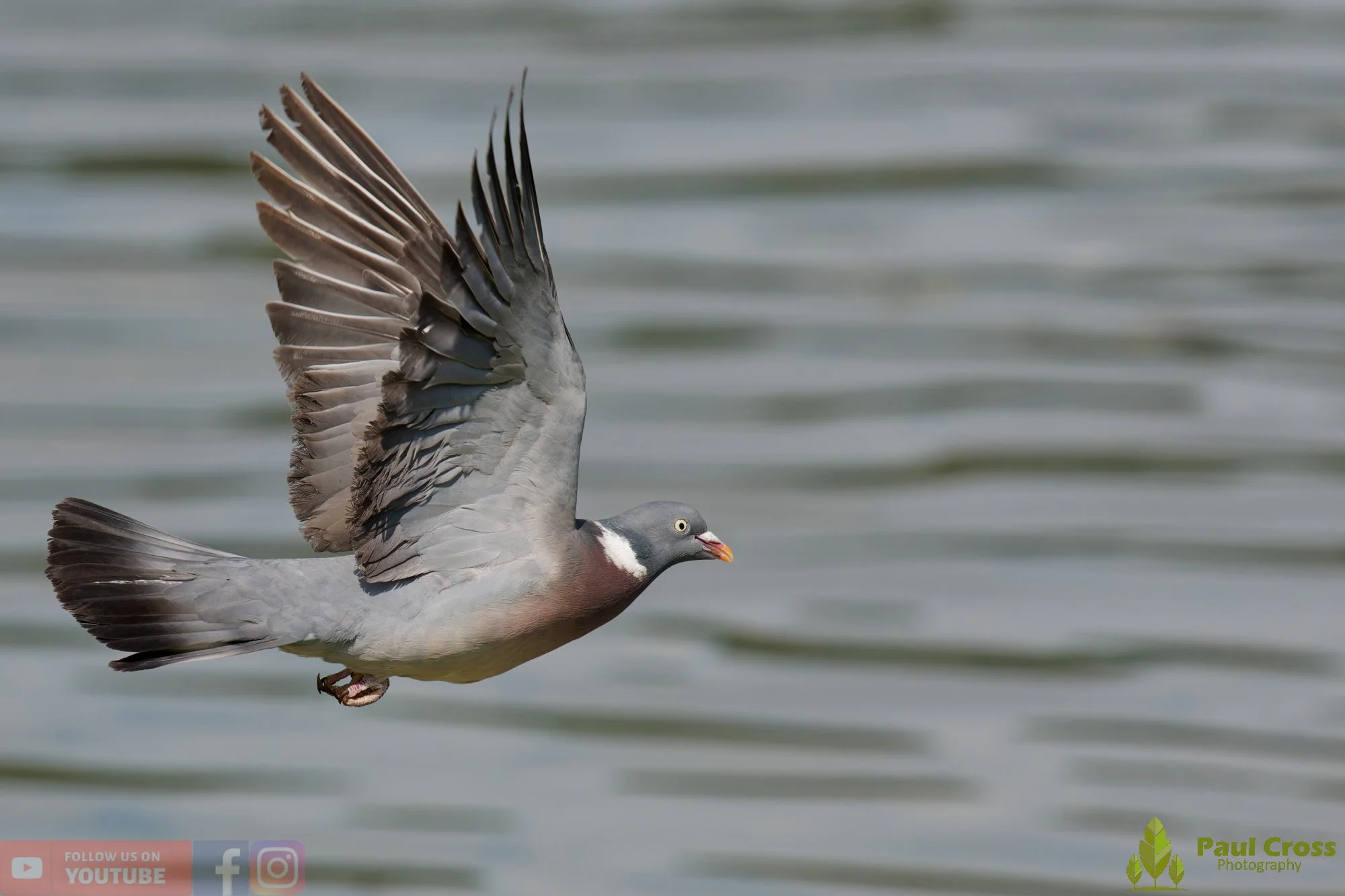 Wood Pigeon-00194.jpg