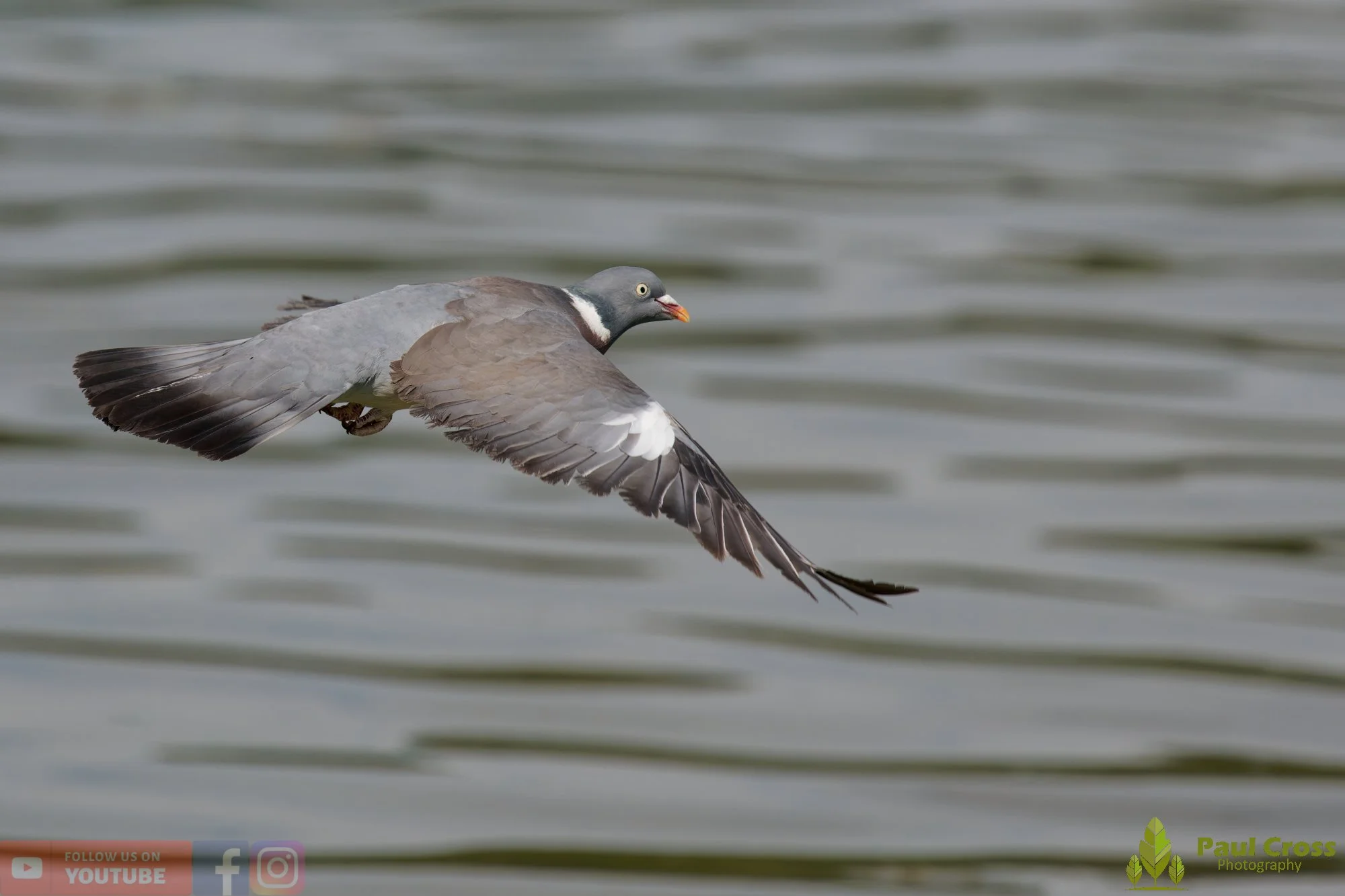 Wood Pigeon-00195.jpg