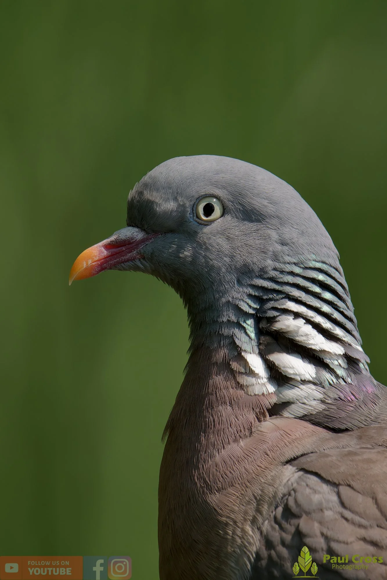 Wood Pigeon-00196.jpg