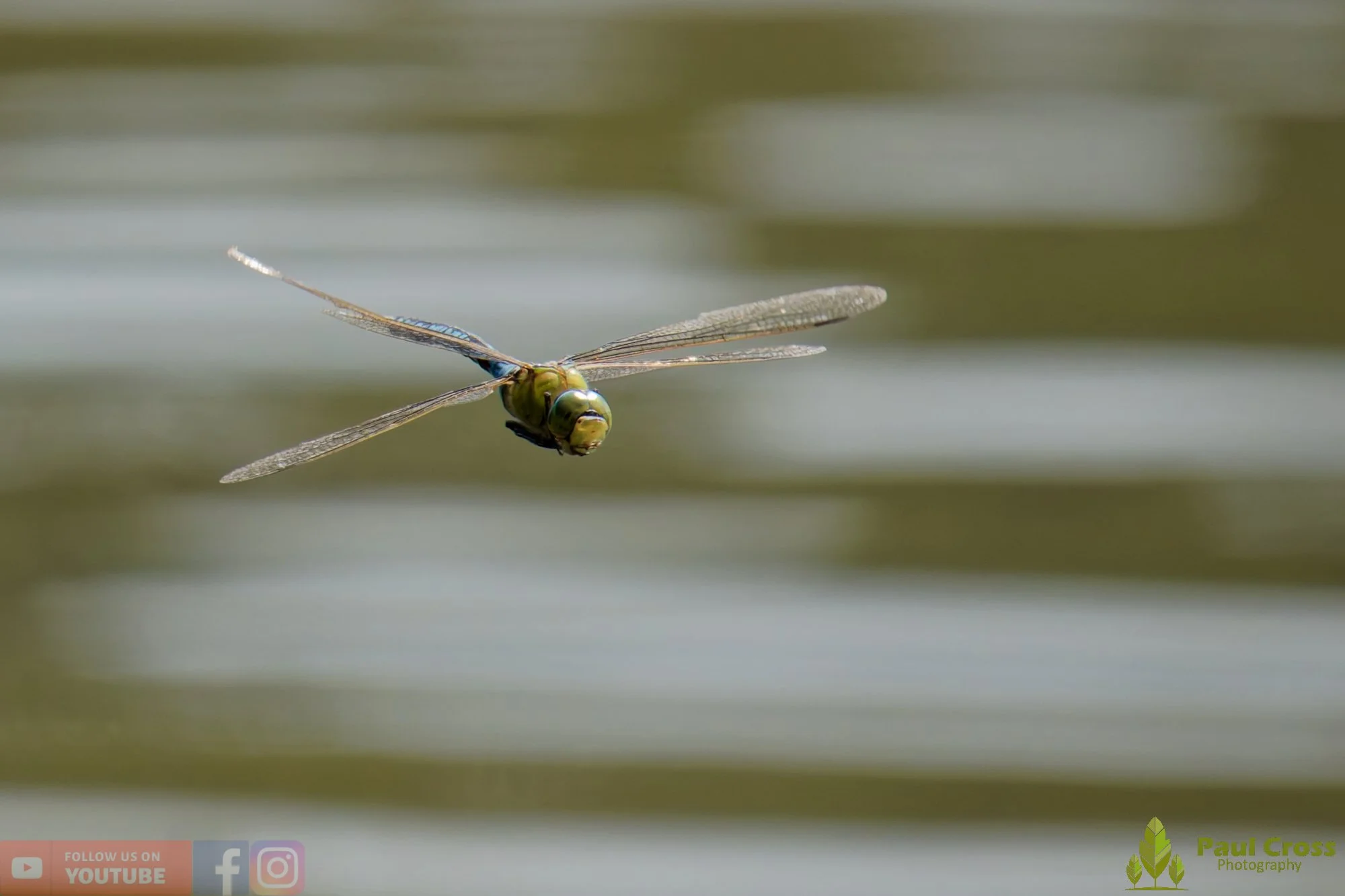 Emperor Dragonfly - Anax Imperator-00030.jpg