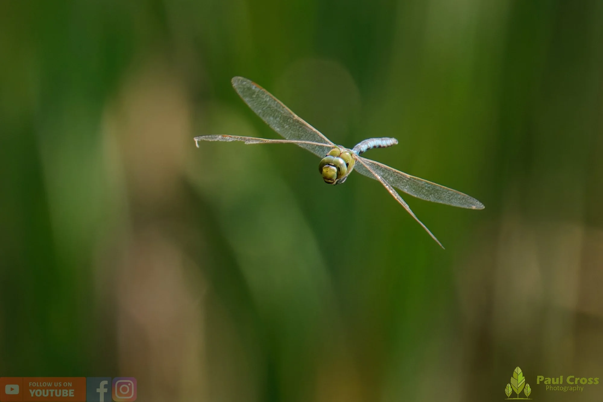 Emperor Dragonfly - Anax Imperator-00031.jpg