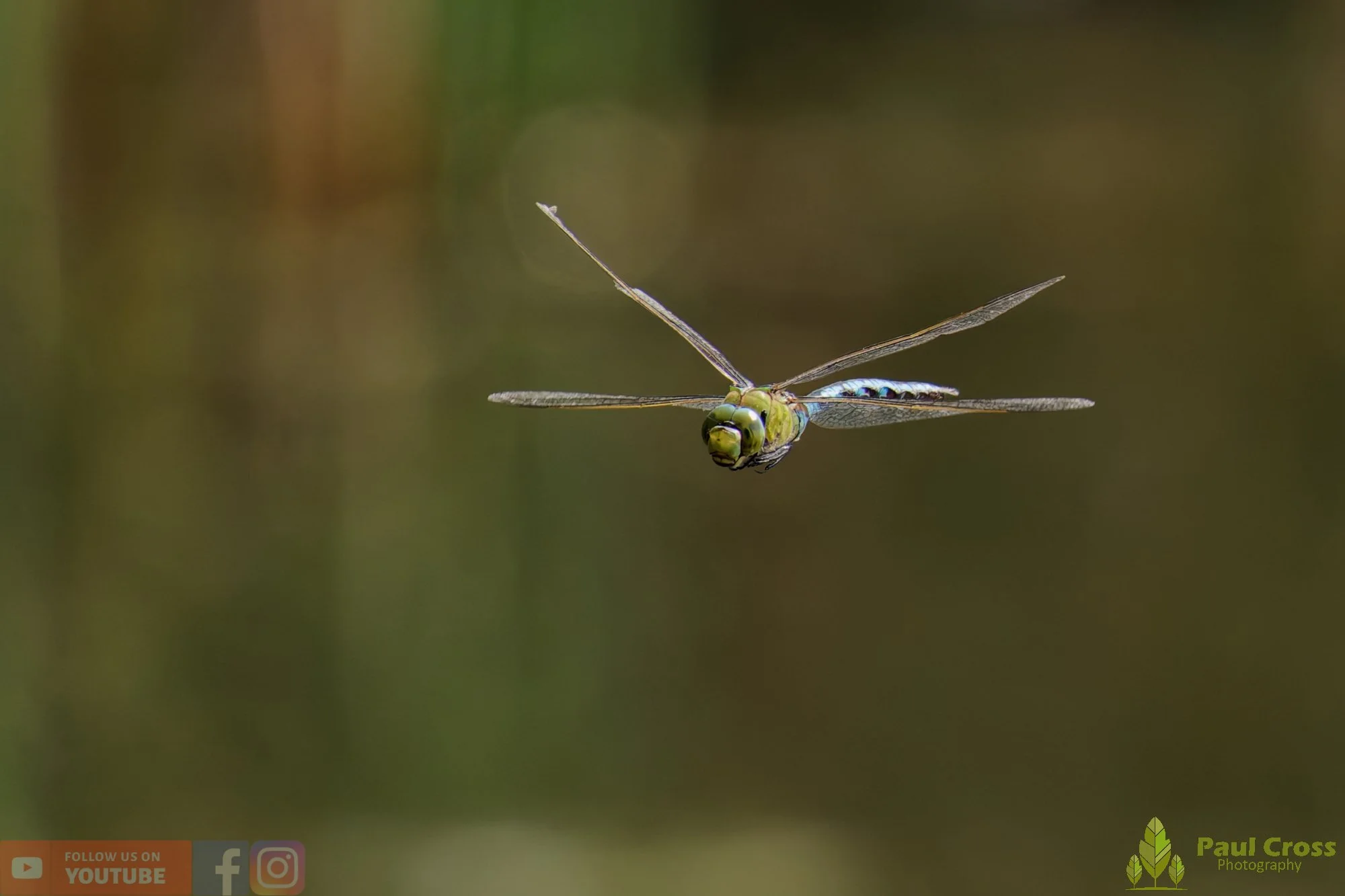 Emperor Dragonfly - Anax Imperator-00032.jpg