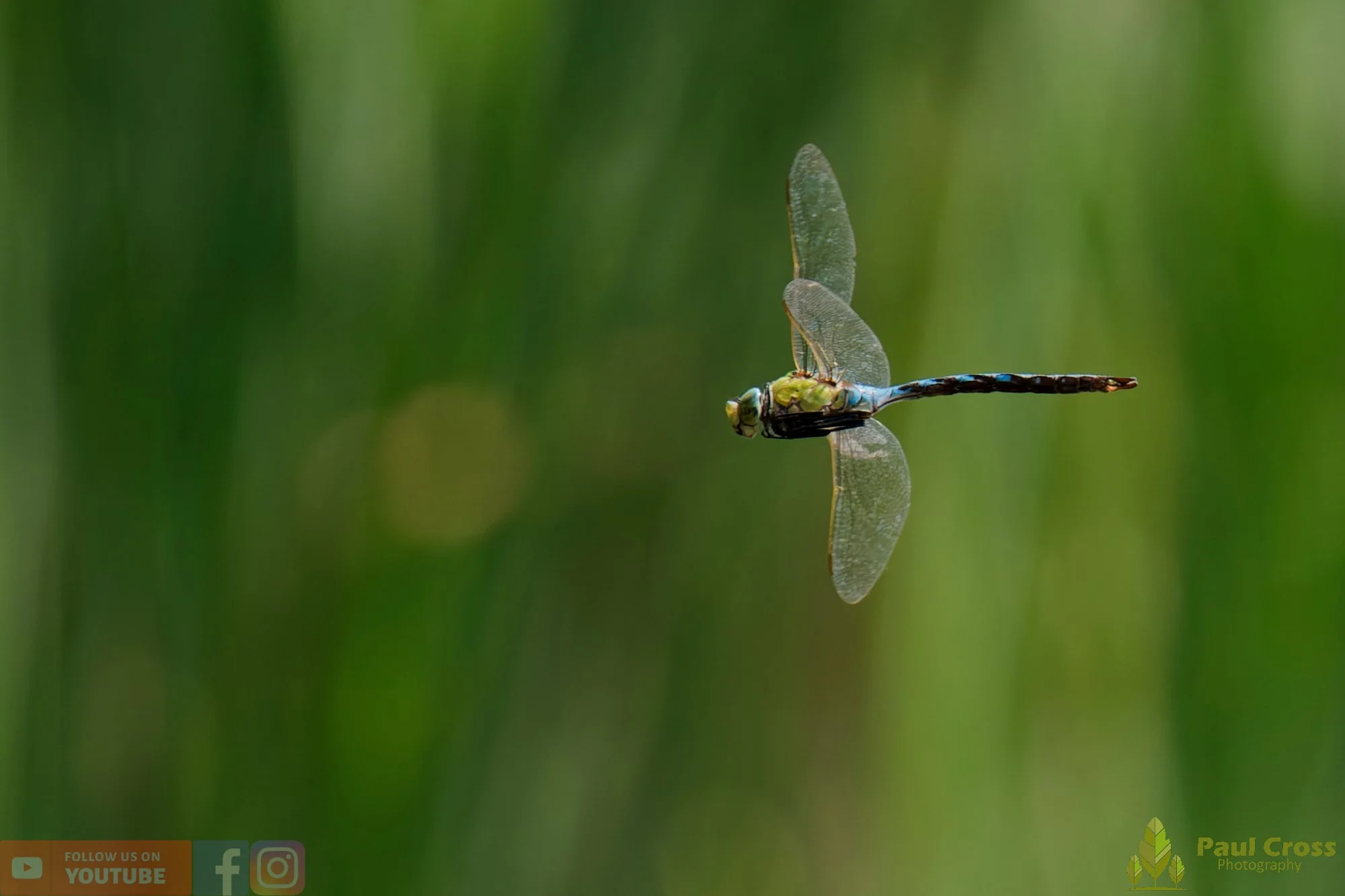 Emperor Dragonfly - Anax Imperator-00033.jpg