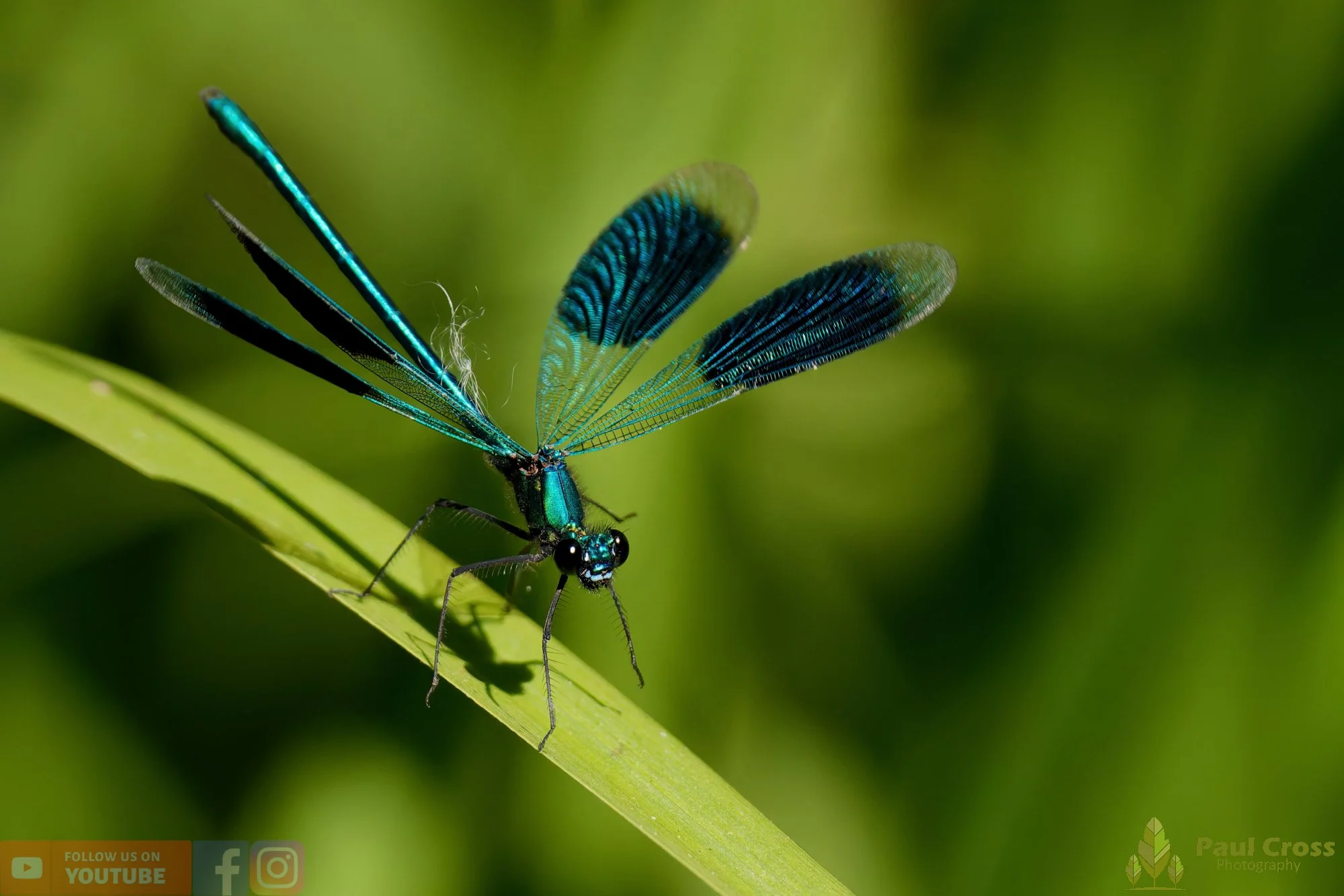 Banded Demoiselle-00002.jpg