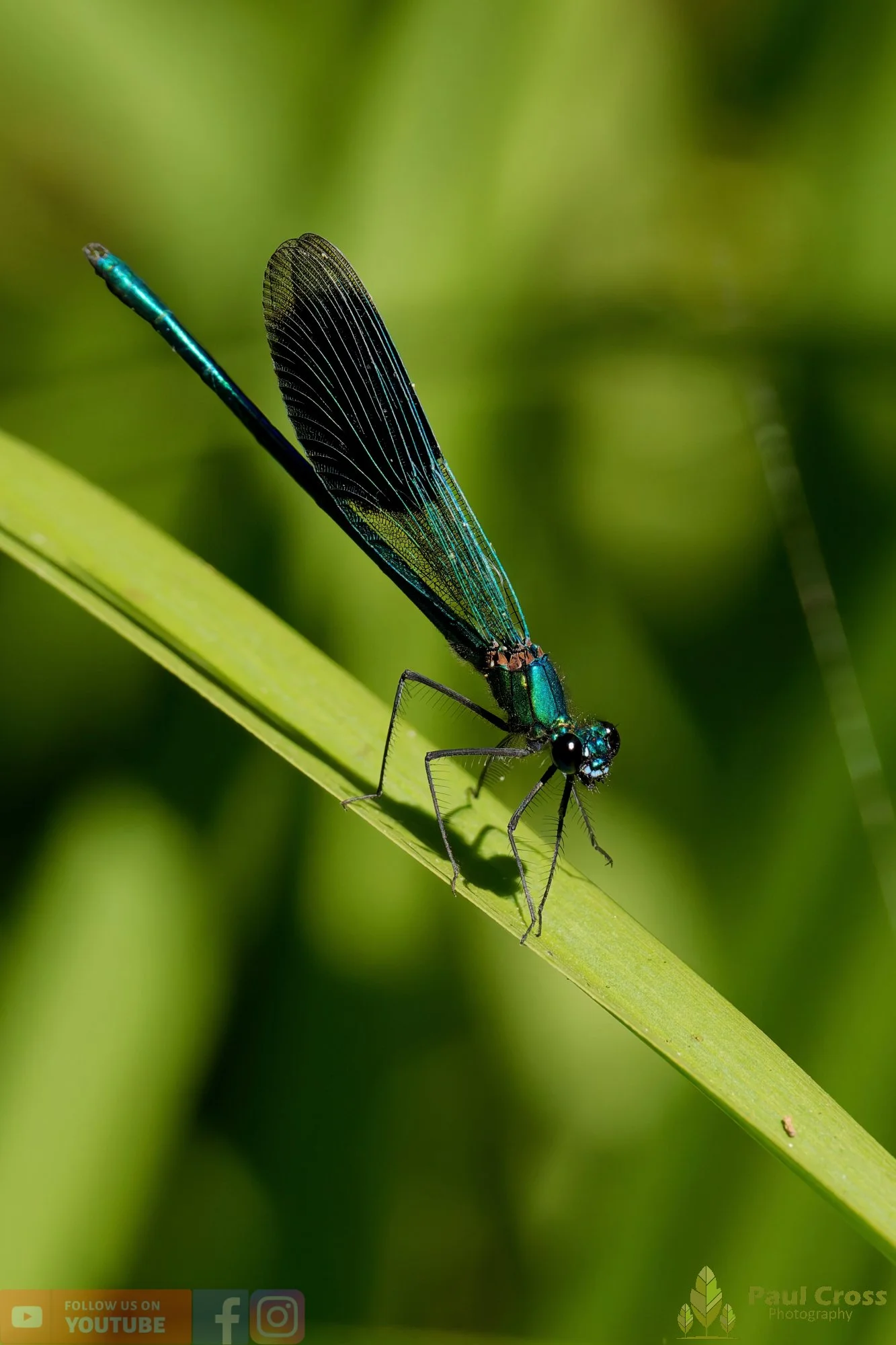 Banded Demoiselle-00007.jpg