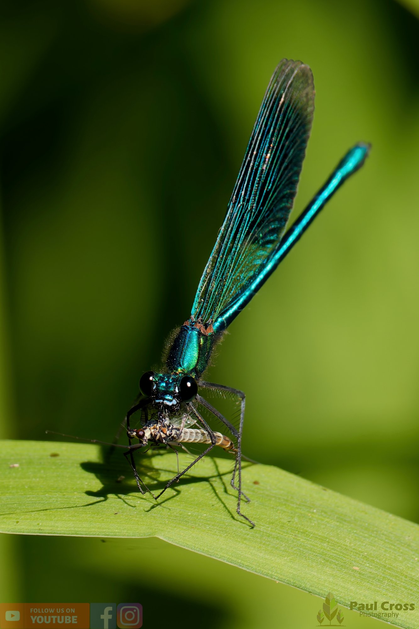 Banded Demoiselle-00009.jpg