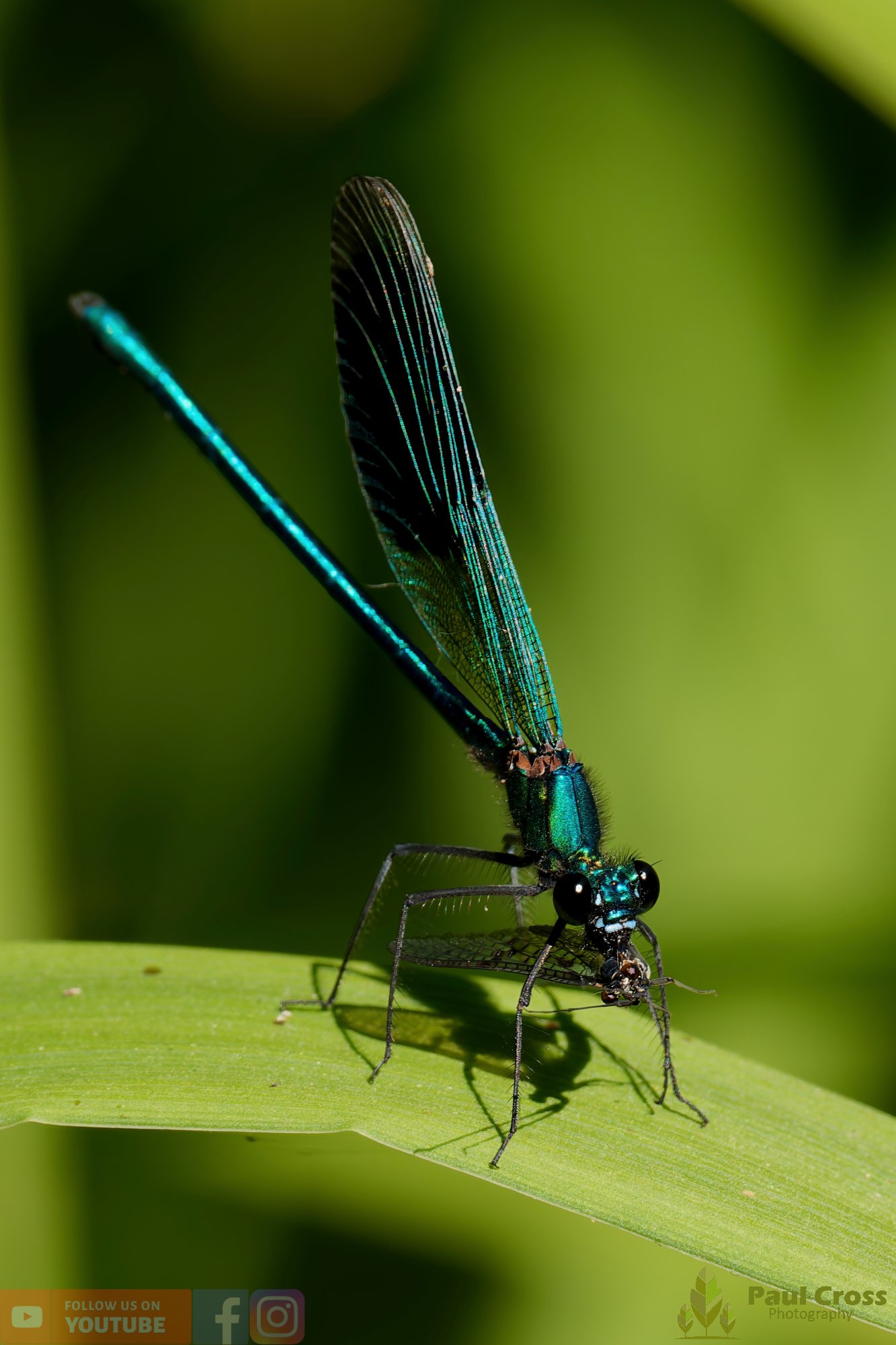 Banded Demoiselle-00010.jpg