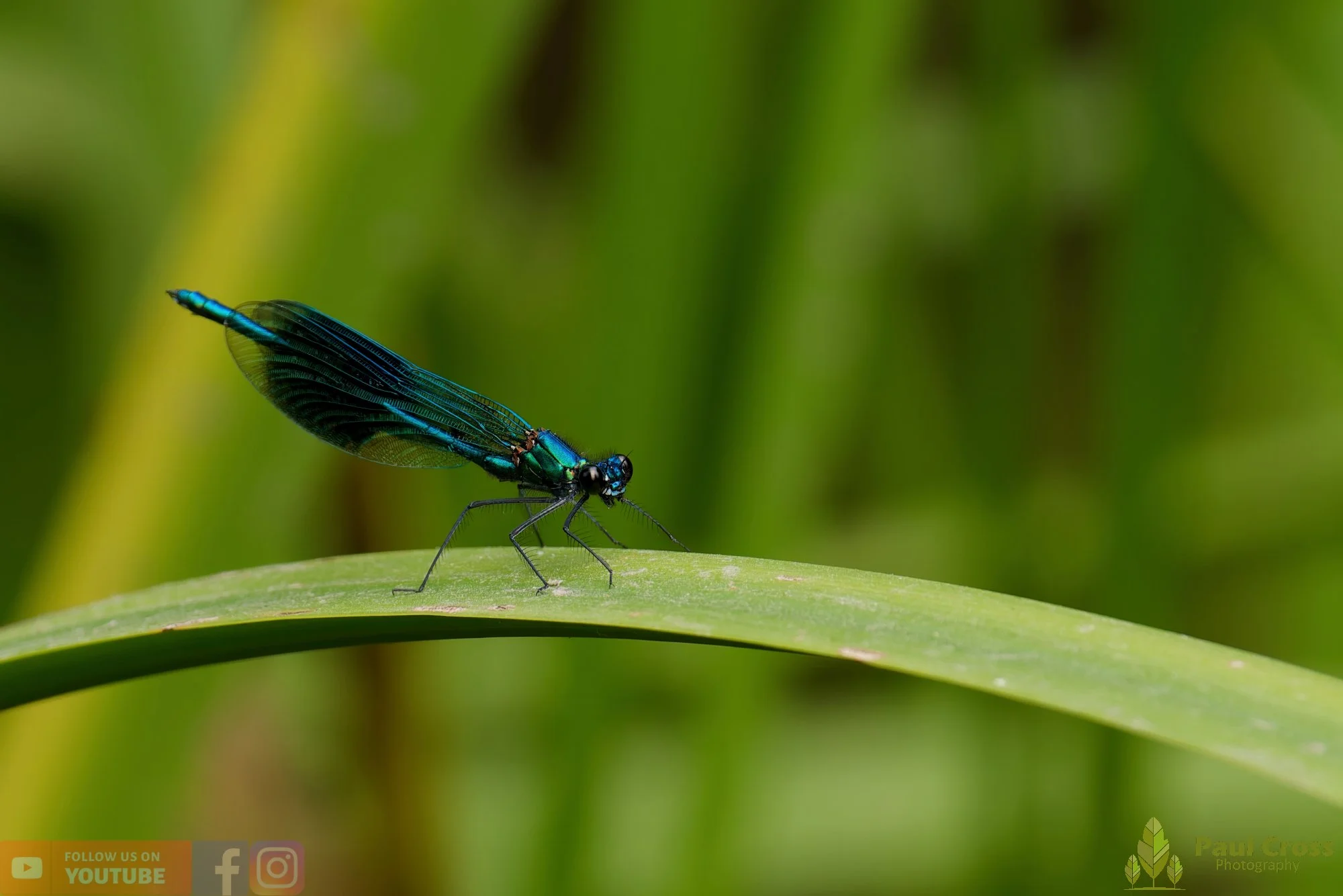 Banded Demoiselle-00014.jpg