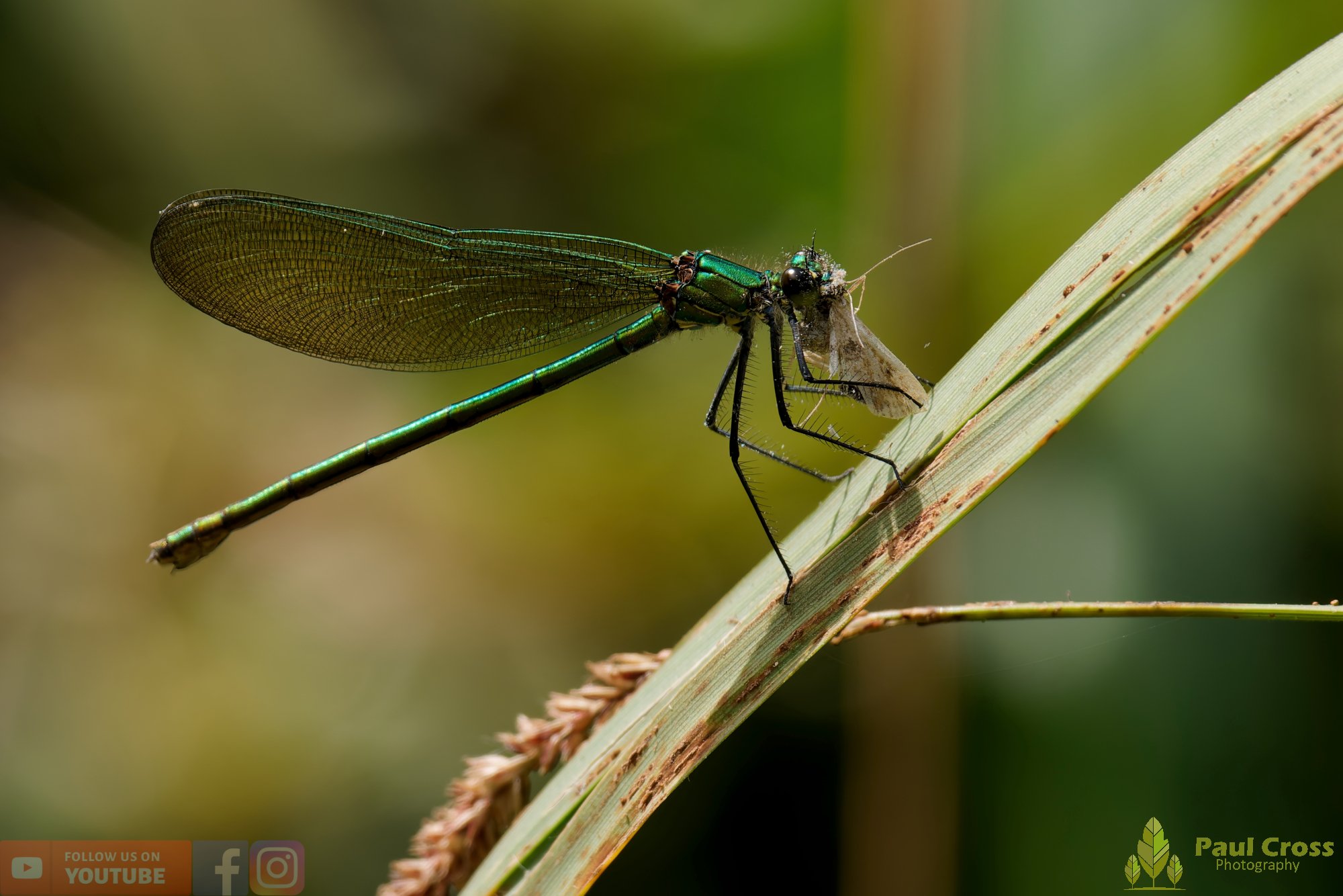 Banded Demoiselle-00019.jpg
