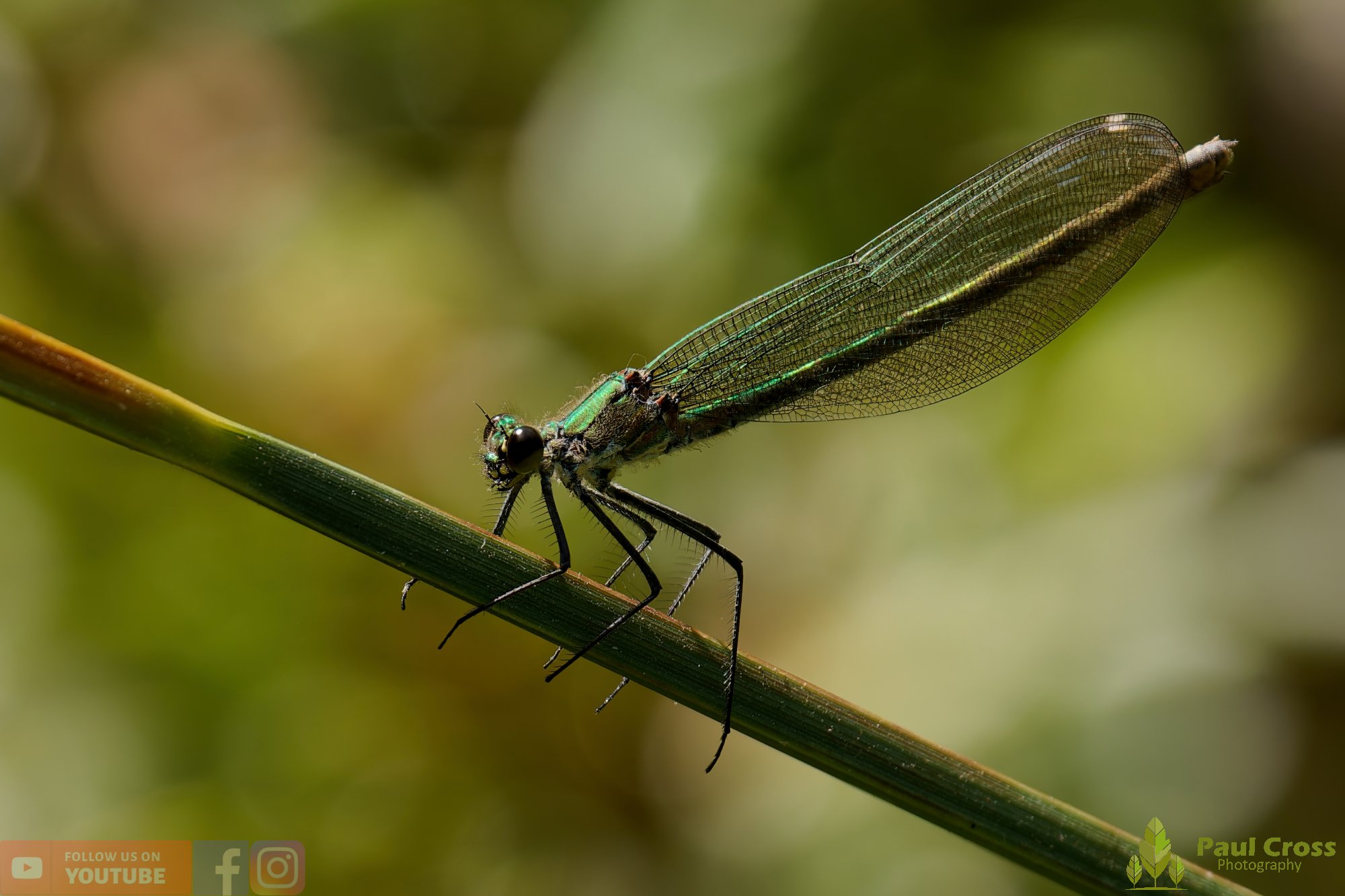 Banded Demoiselle-00020.jpg
