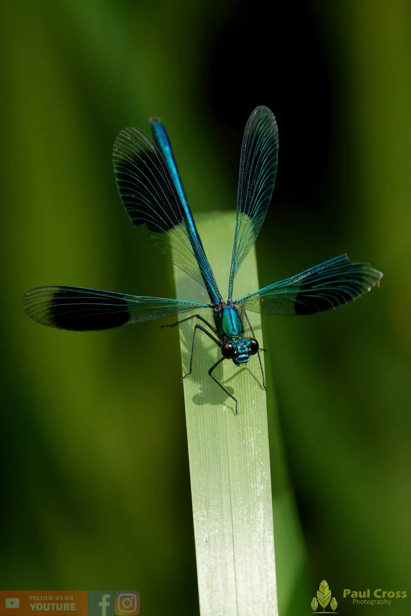 Banded Demoiselle-00023.jpg