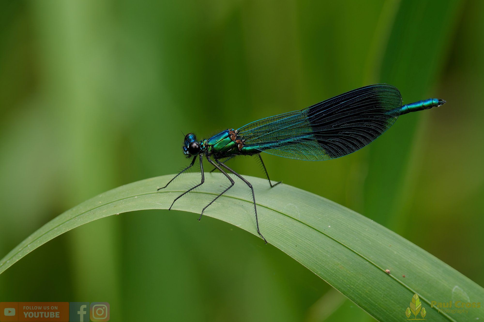 Banded Demoiselle-00024.jpg