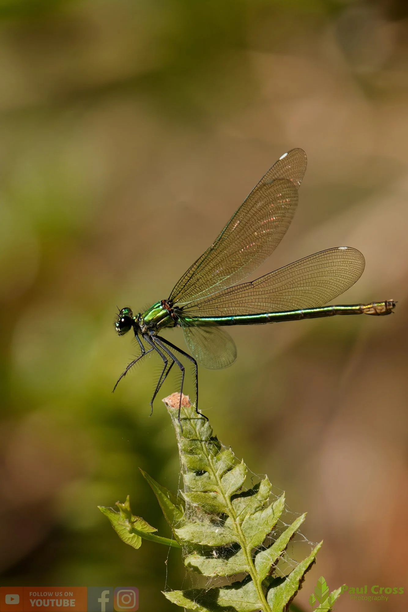 Banded Demoiselle-00028.jpg