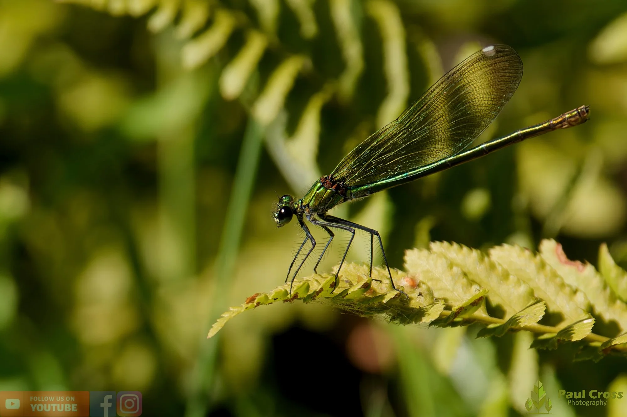 Banded Demoiselle-00034.jpg