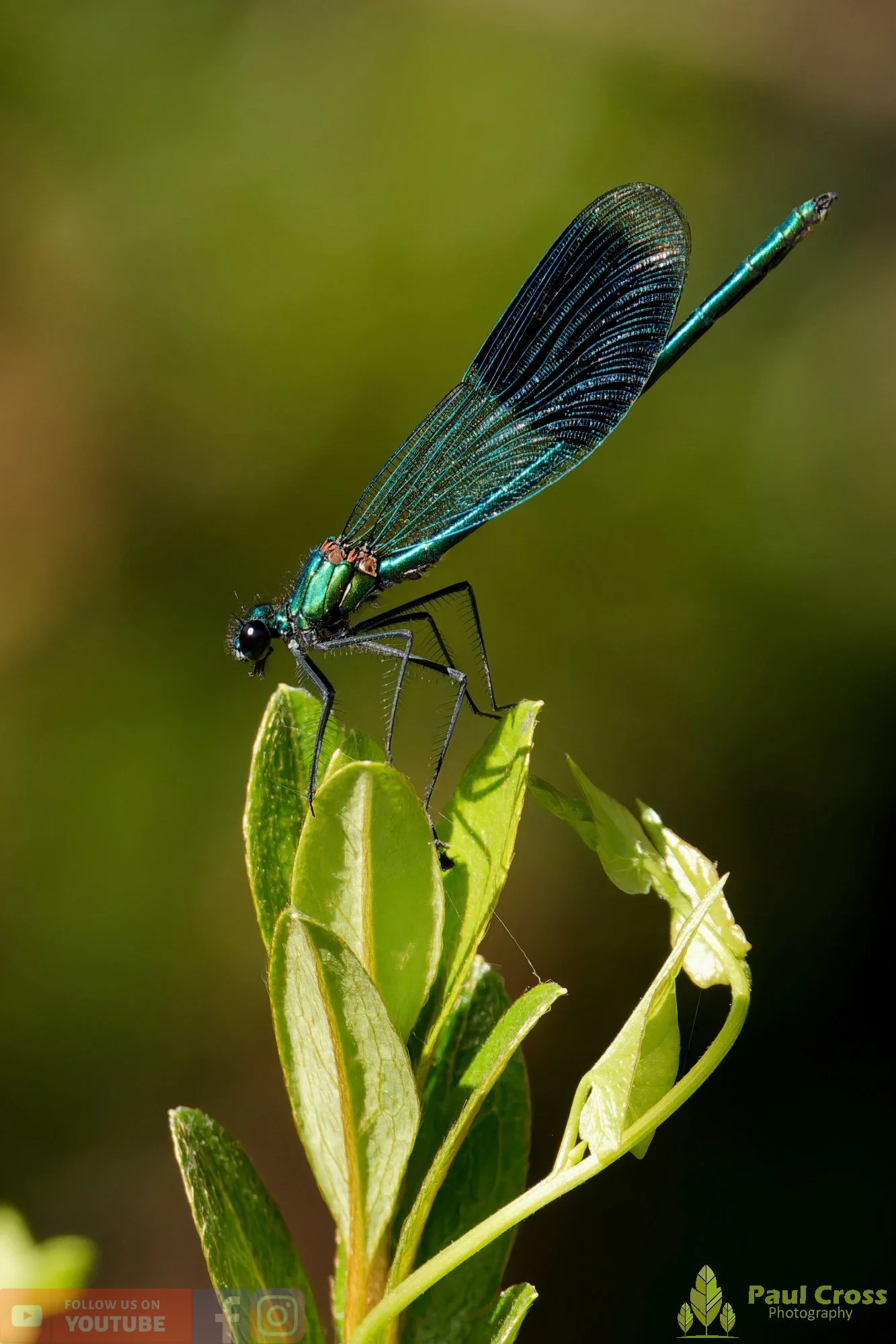 Banded Demoiselle-00035.jpg