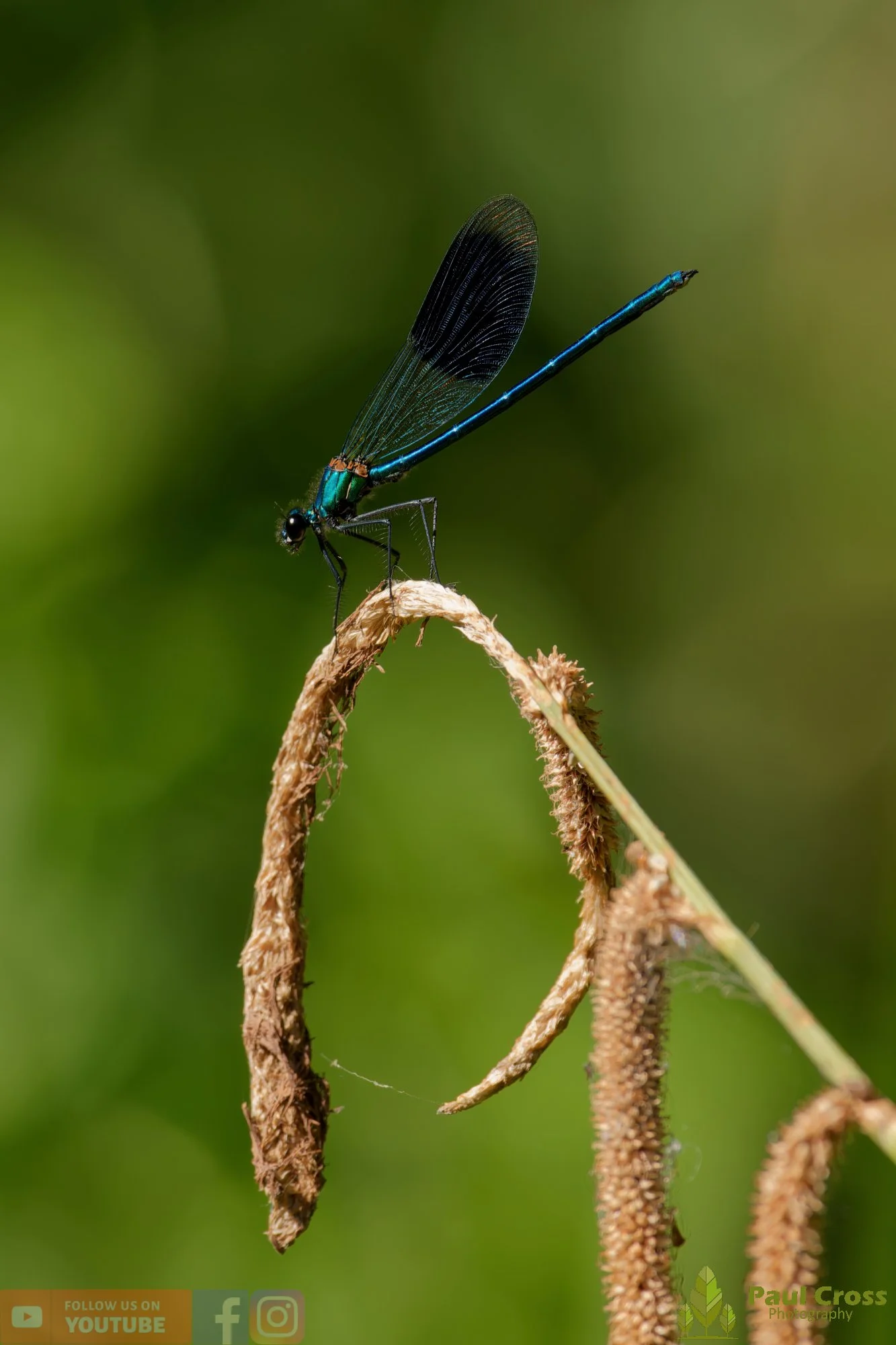 Banded Demoiselle-00037.jpg